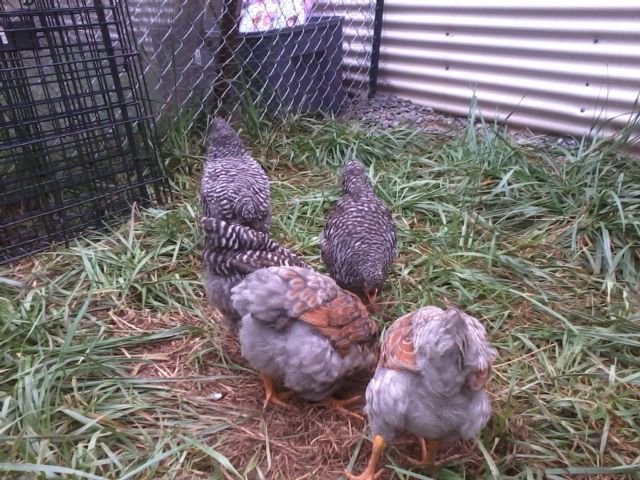 7 weeks cockerels with 9 week barred rock pullets