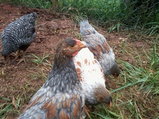 7 weeks, front and back cockerel, middle pullet