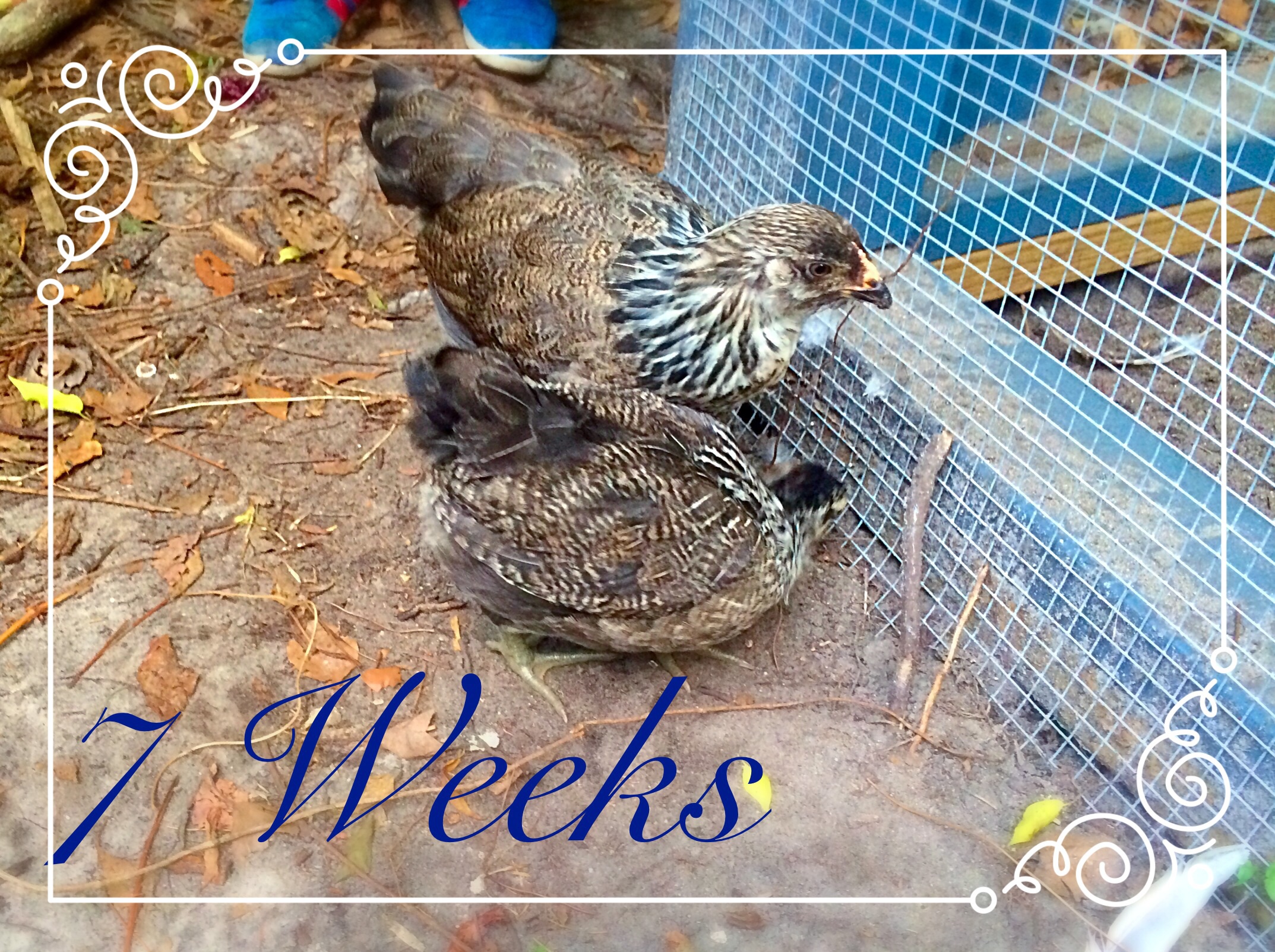 7 weeks old