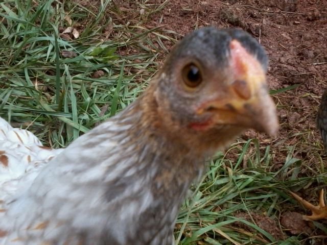 7 weeks, pullet