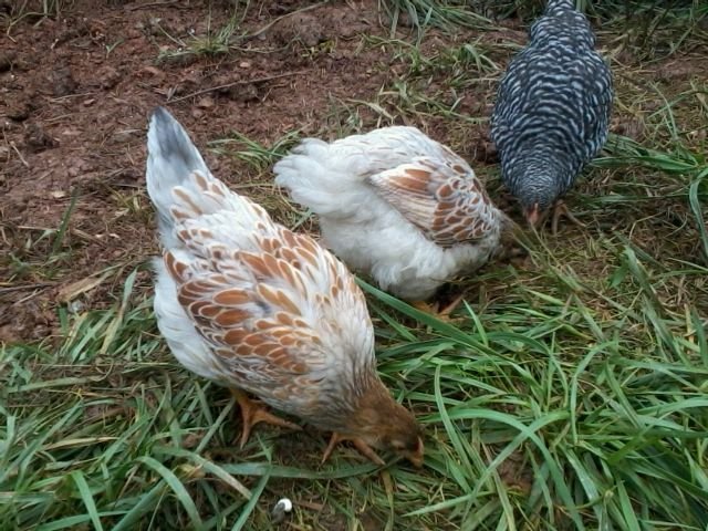 7 weeks pullets, just as big as the 9week barred rocks