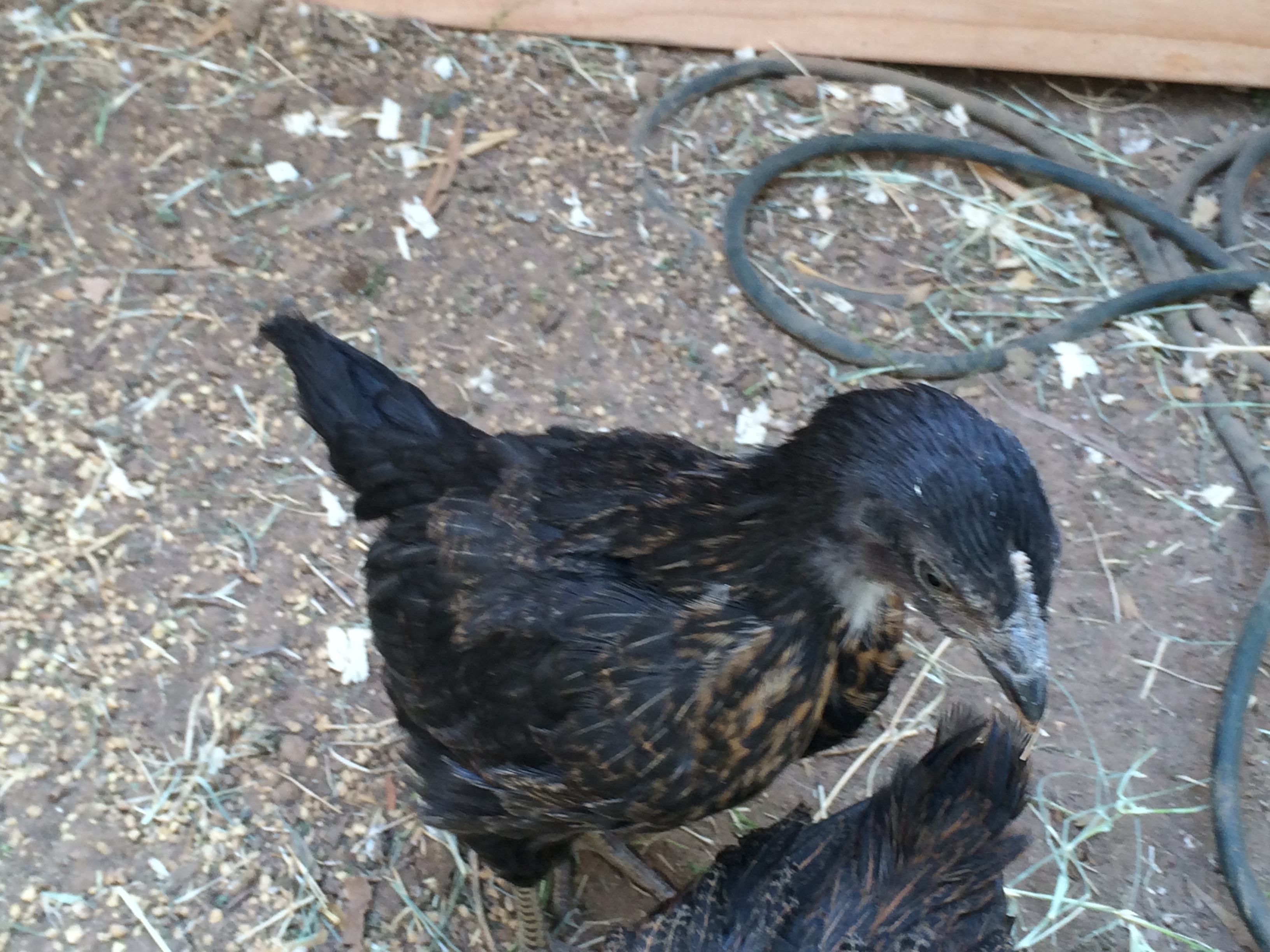 7 wk and 1 day old (BSL). Day three in the new coop and run.

 Don't mind the wire, doing some work in there it will be out shortly.