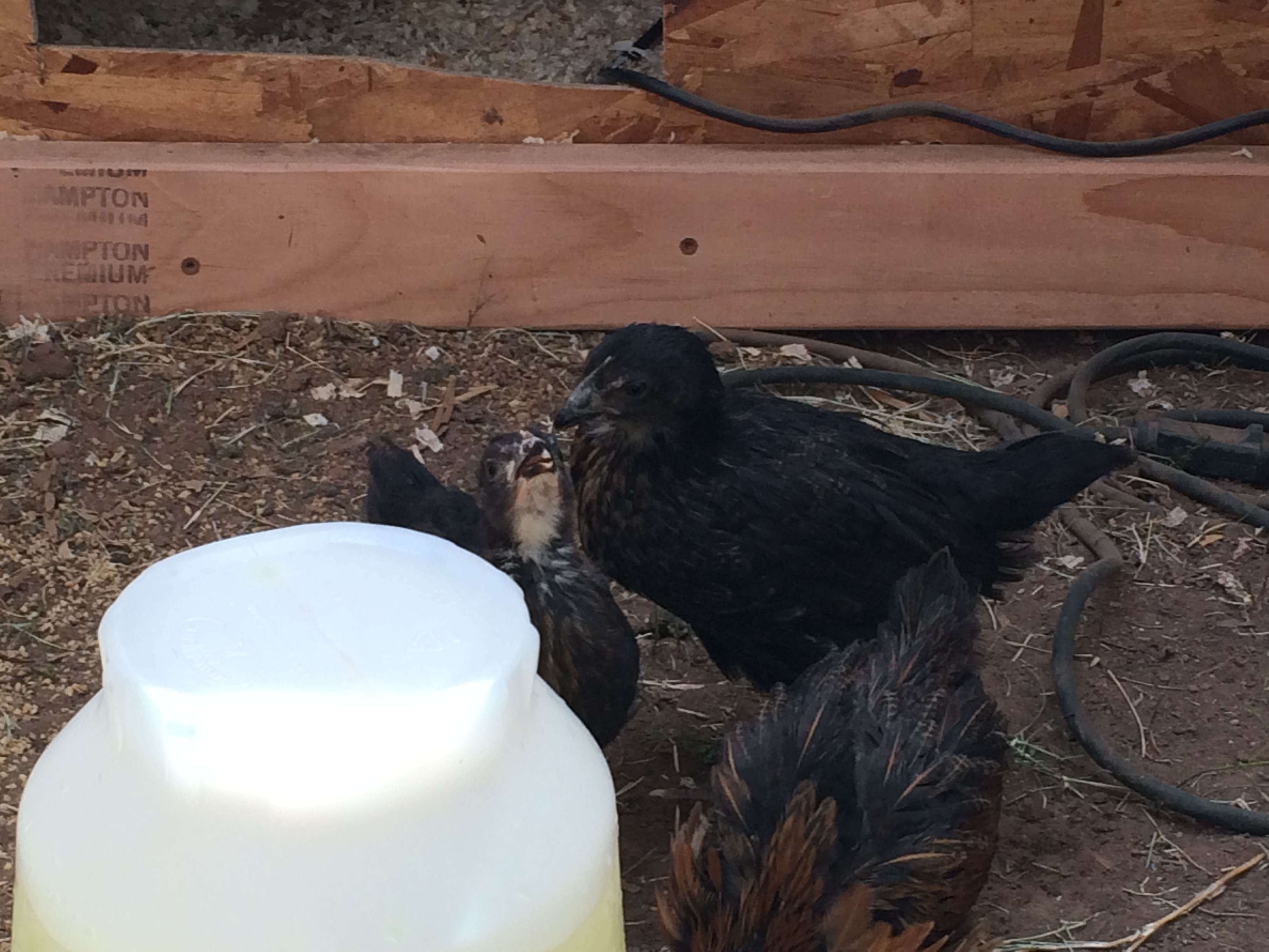 7 wk and 1 day old (BSL). Day three in the new coop and run. Enjoying their fresh Ice water.

Don't mind the wire, doing some work in there it will be out shortly.