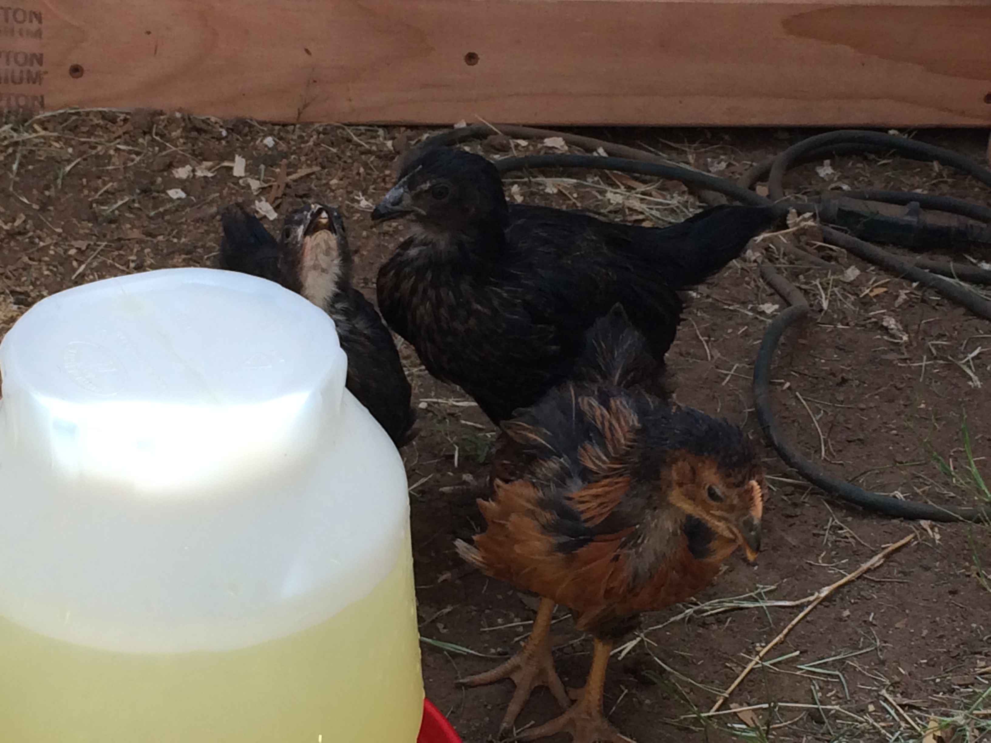 7 wk and 1 day old (BSL). Day three in the new coop and run. Enjoying their fresh ice water. They have been in their new coop and run since Friday night (03/21/2014) and they seem to love it. Sunday was their official 7week b-day, so they are now 7wk 1dy :-) 

Don't mind the wire, doing some work in there it will be out shortly.