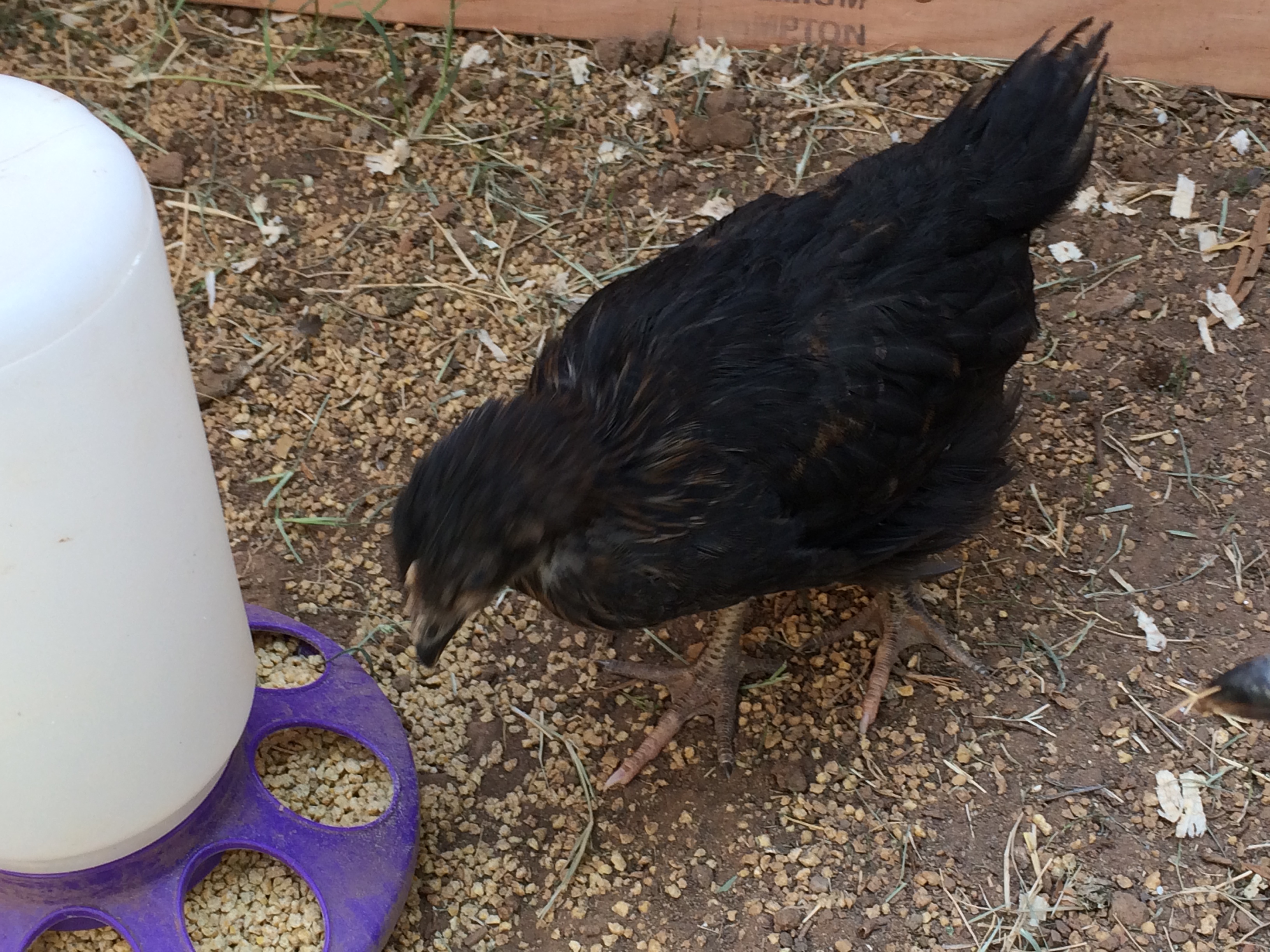 7 wk and 1 day old (BSL). Day three in the new coop and run. No name for this little one either yet.