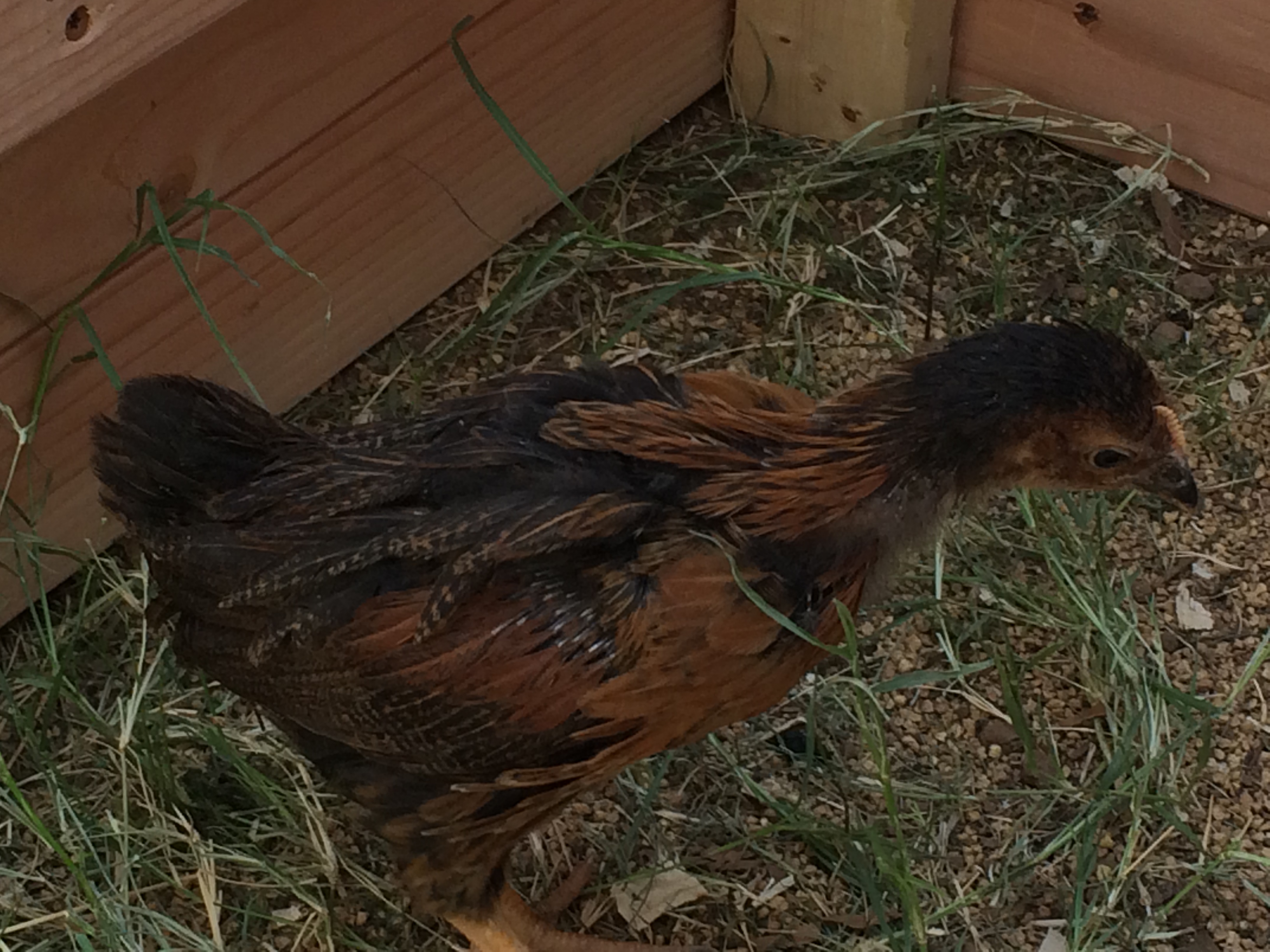 7 wk and 1 day old (BSL). Day three in the new coop and run. "Red"