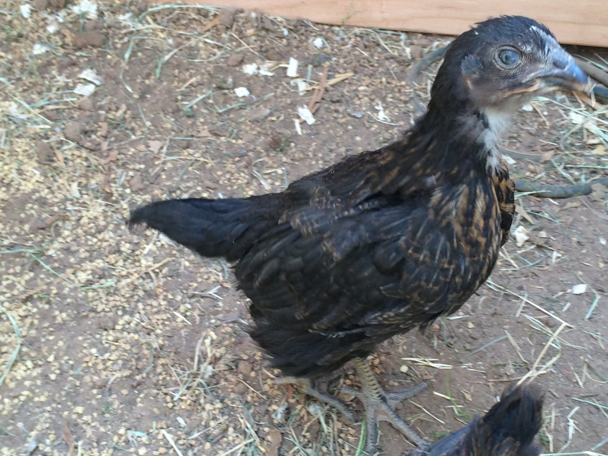 7 wk and 1 day old (BSL). Day three in the new coop and run. Very cautious and inquisitive. They want to know what you are doing, if have treats or not, yet don't want you to get to close.
