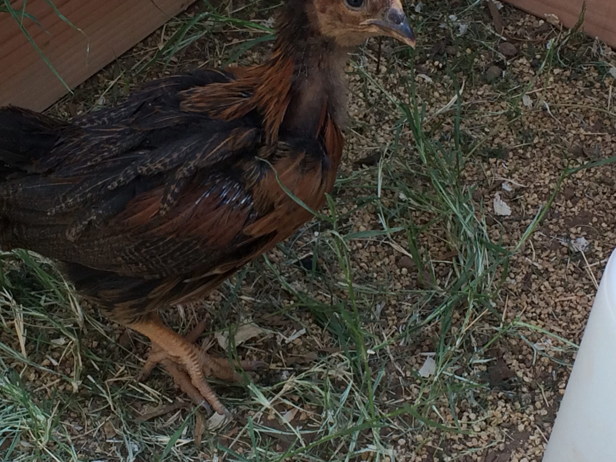 7 wk and 1 day old (BSL). Day three in the new coop and run. We haven't given them official names yet but my wife refers to this one as red, and the lot of them as the "Dixi Chiks" lol.
