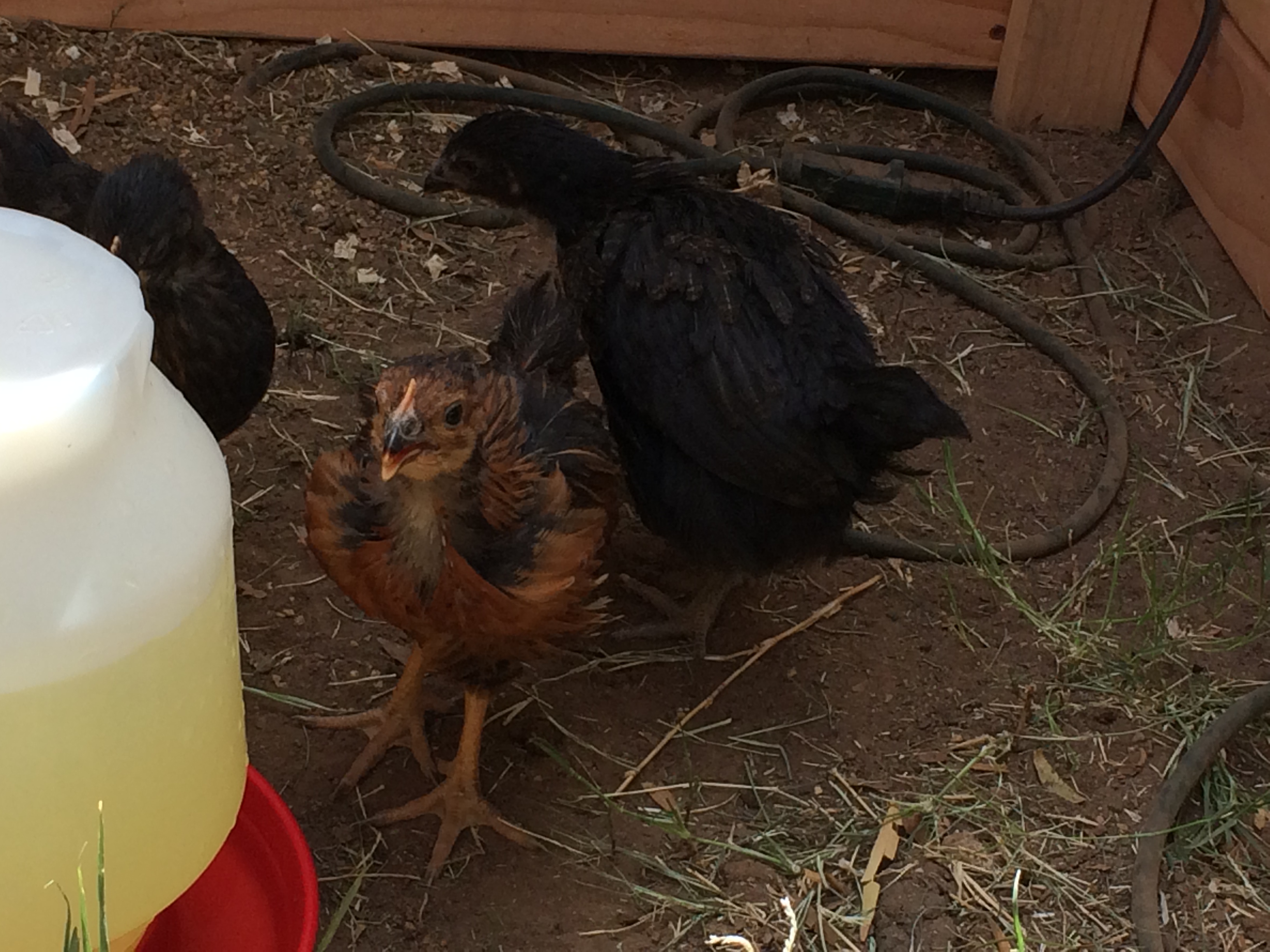 7 wk and 1 day old (BSLs). Day three in the new coop and run

Don't mind the wire, doing some work in there it will be out shortly..