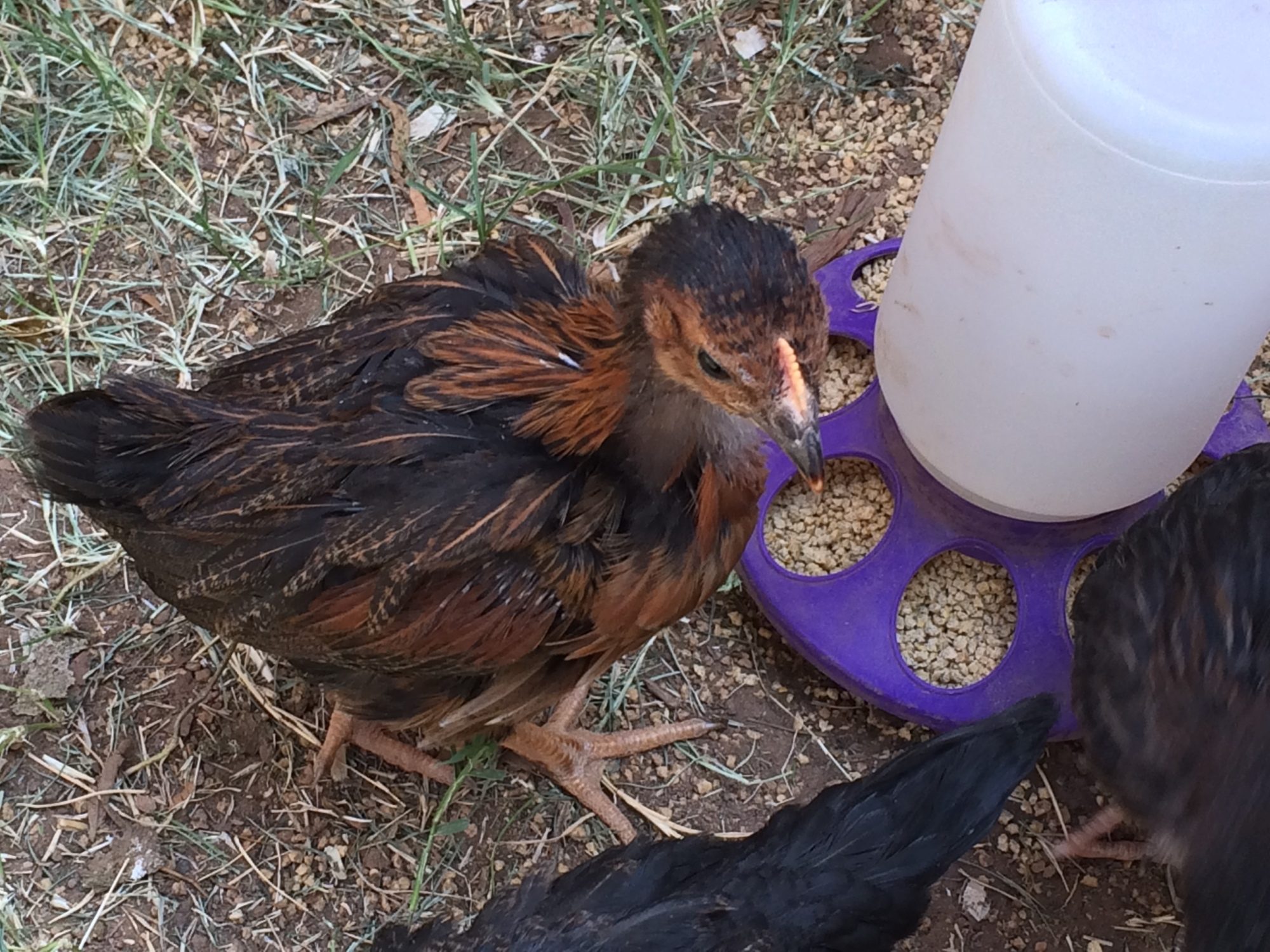 7 wk and 1 day old (BSLs). Day three in the new coop and run. Oops Duplicate