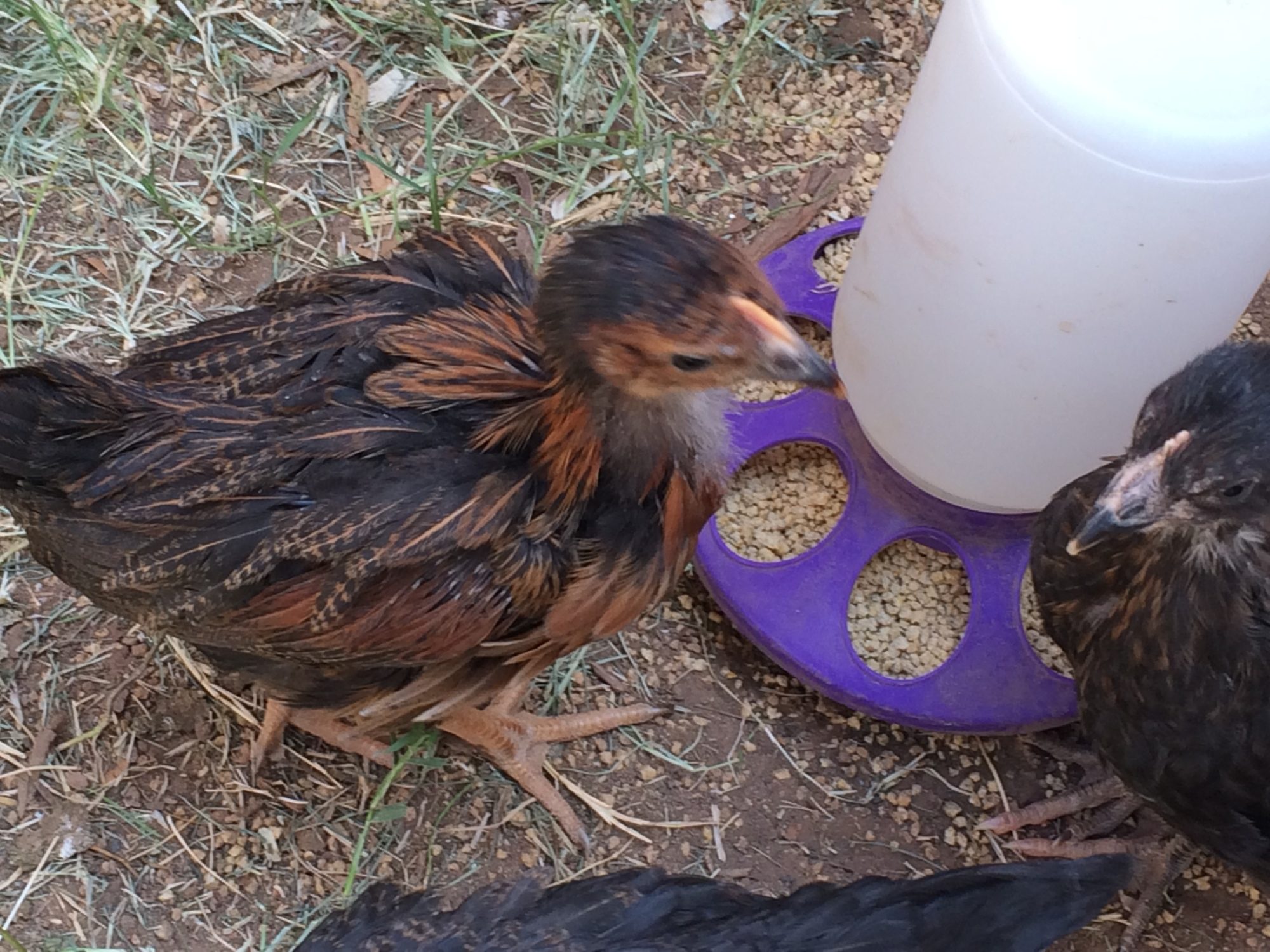 7 wk and 1 day old (BSLs). Day three in the new coop and run.