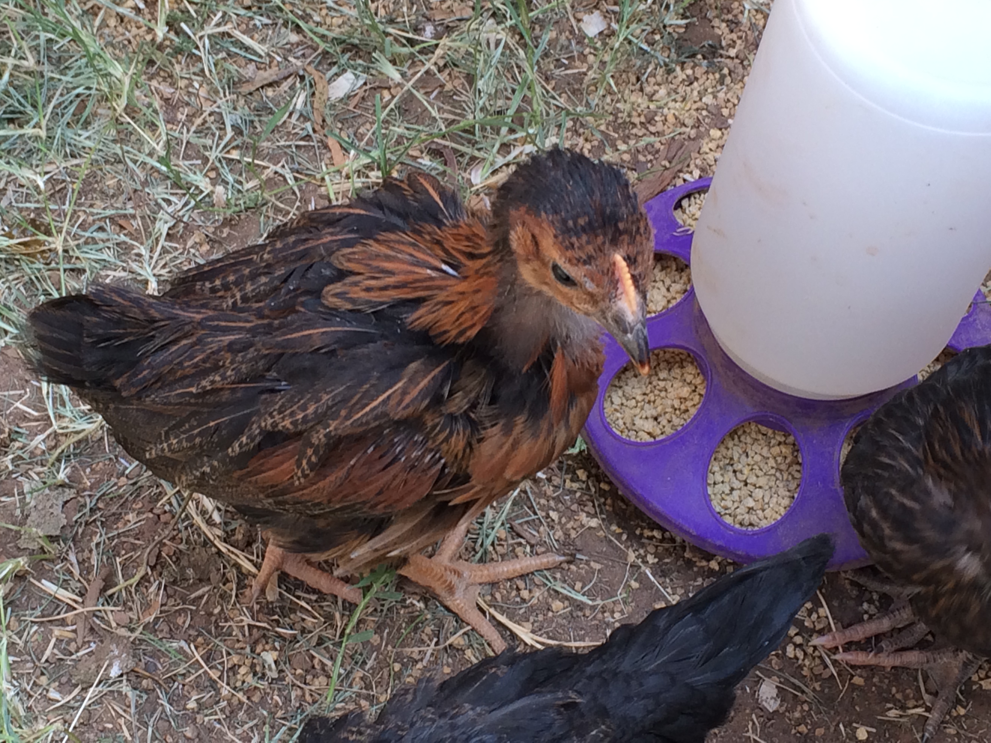 7 wk and 1 day old (BSLs). Day three in the new coop and run.