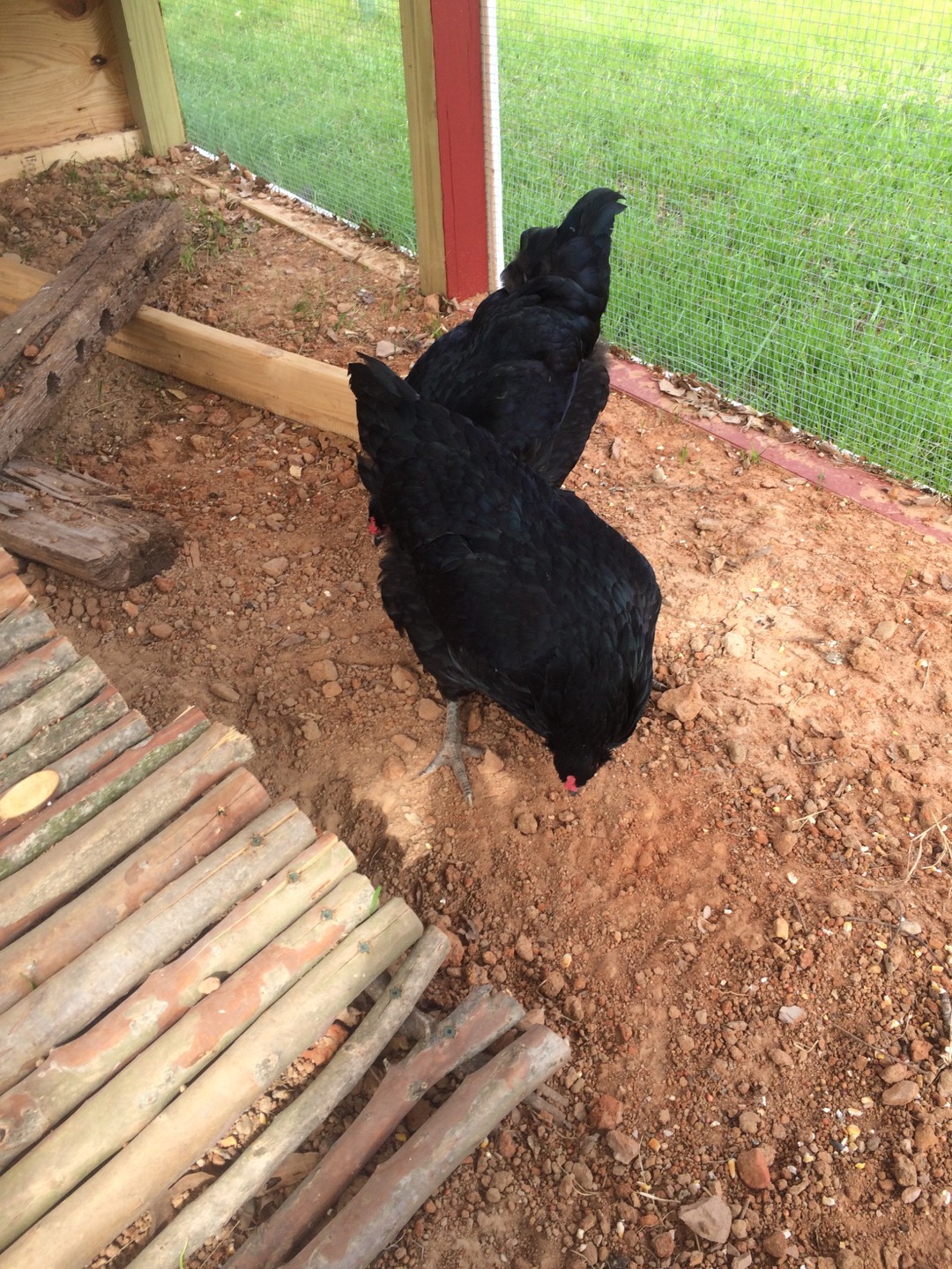 BackYard Chickens Learn How to Raise Chickens