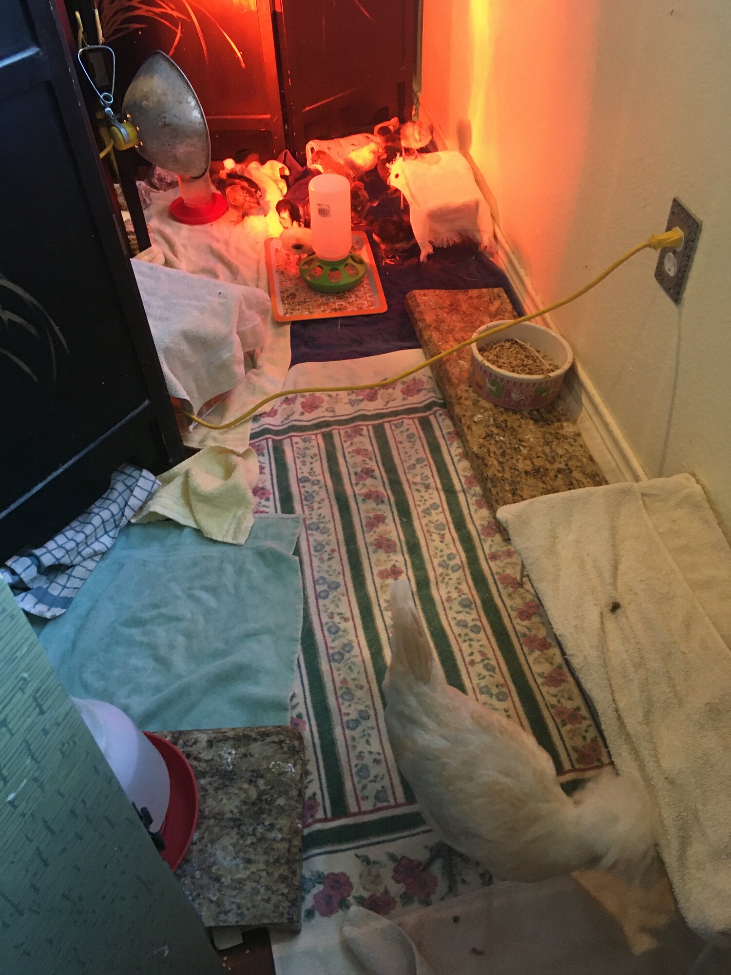 74CF34C7-DEC5-4A43-9818-A6E03483CAE1.jpeg