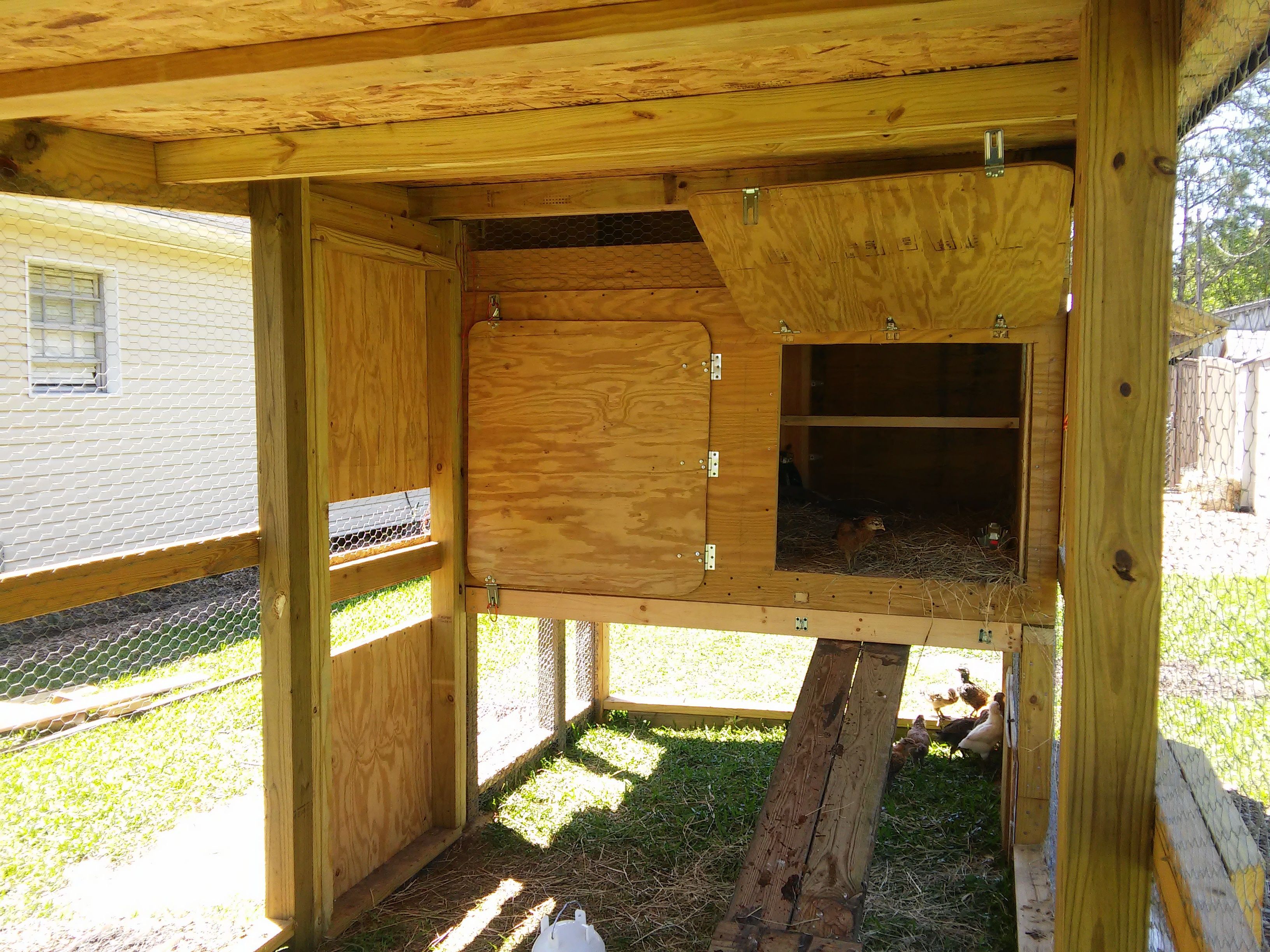 BackYard Chickens Learn How to Raise Chickens