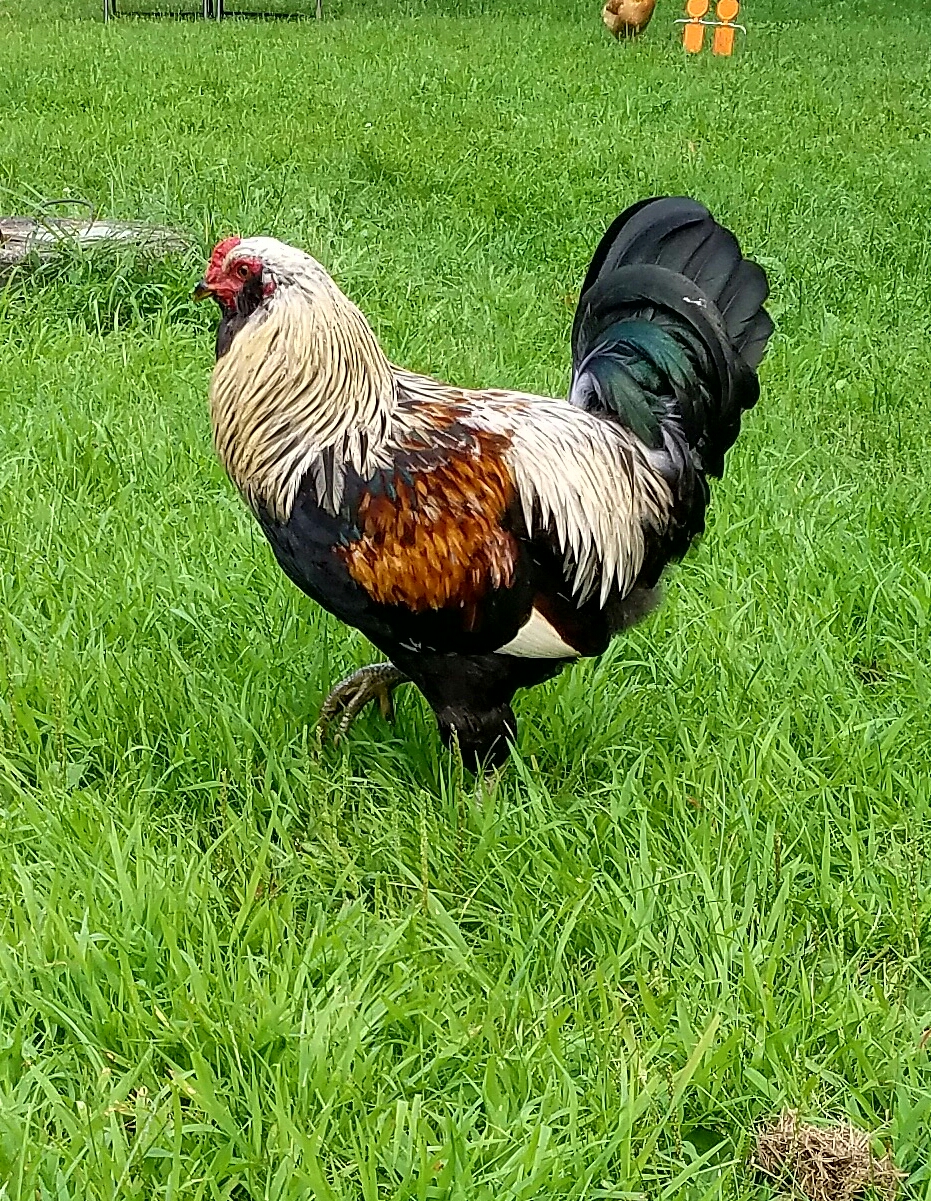 Backyard chickens learn how to raise chickens