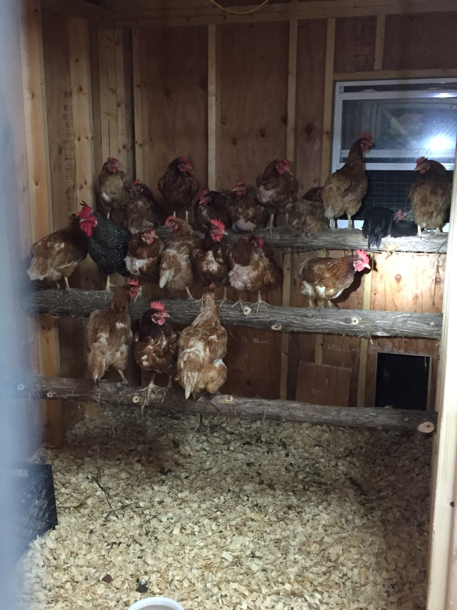 BackYard Chickens Learn How to Raise Chickens