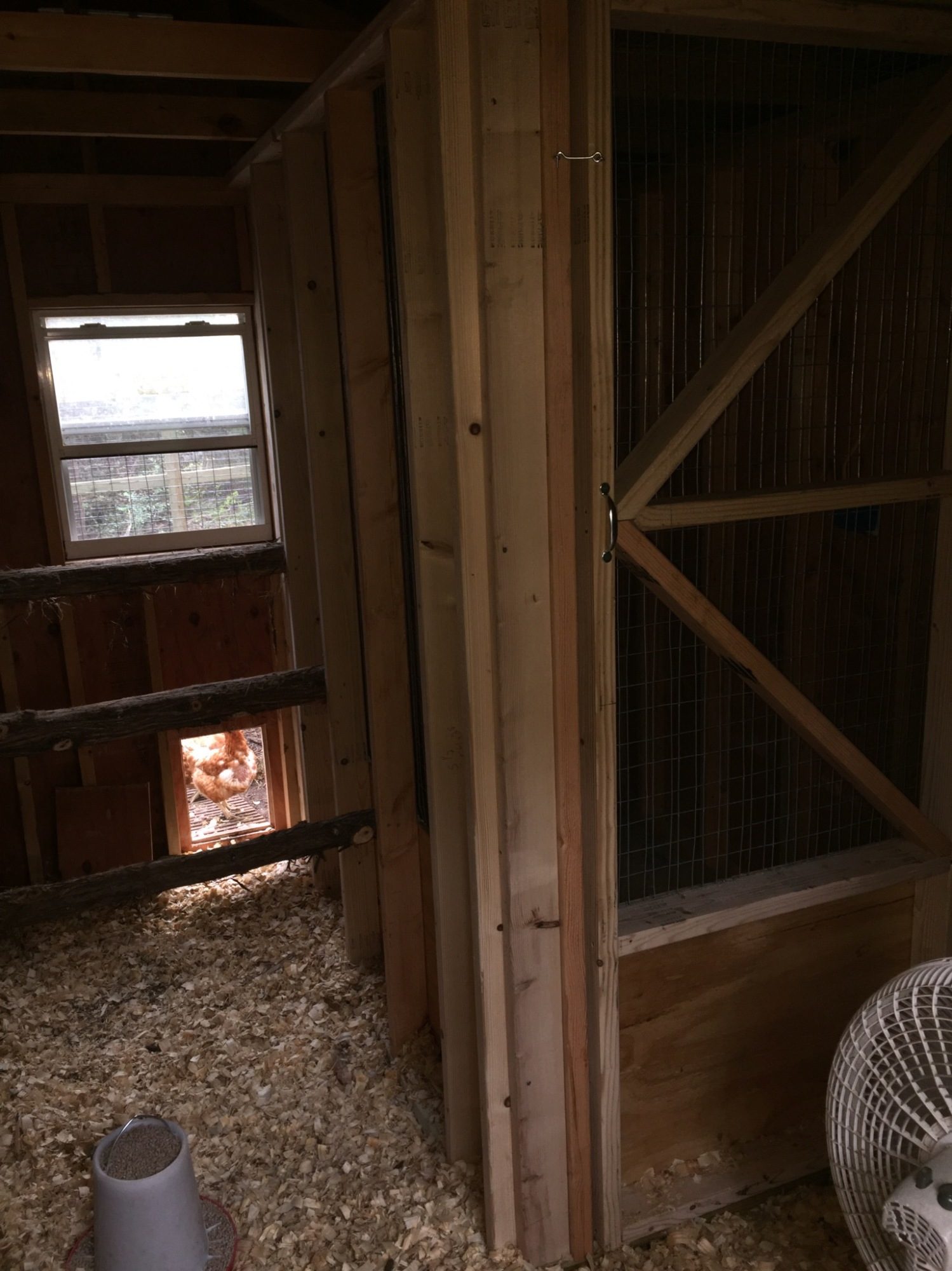 BackYard Chickens Learn How to Raise Chickens