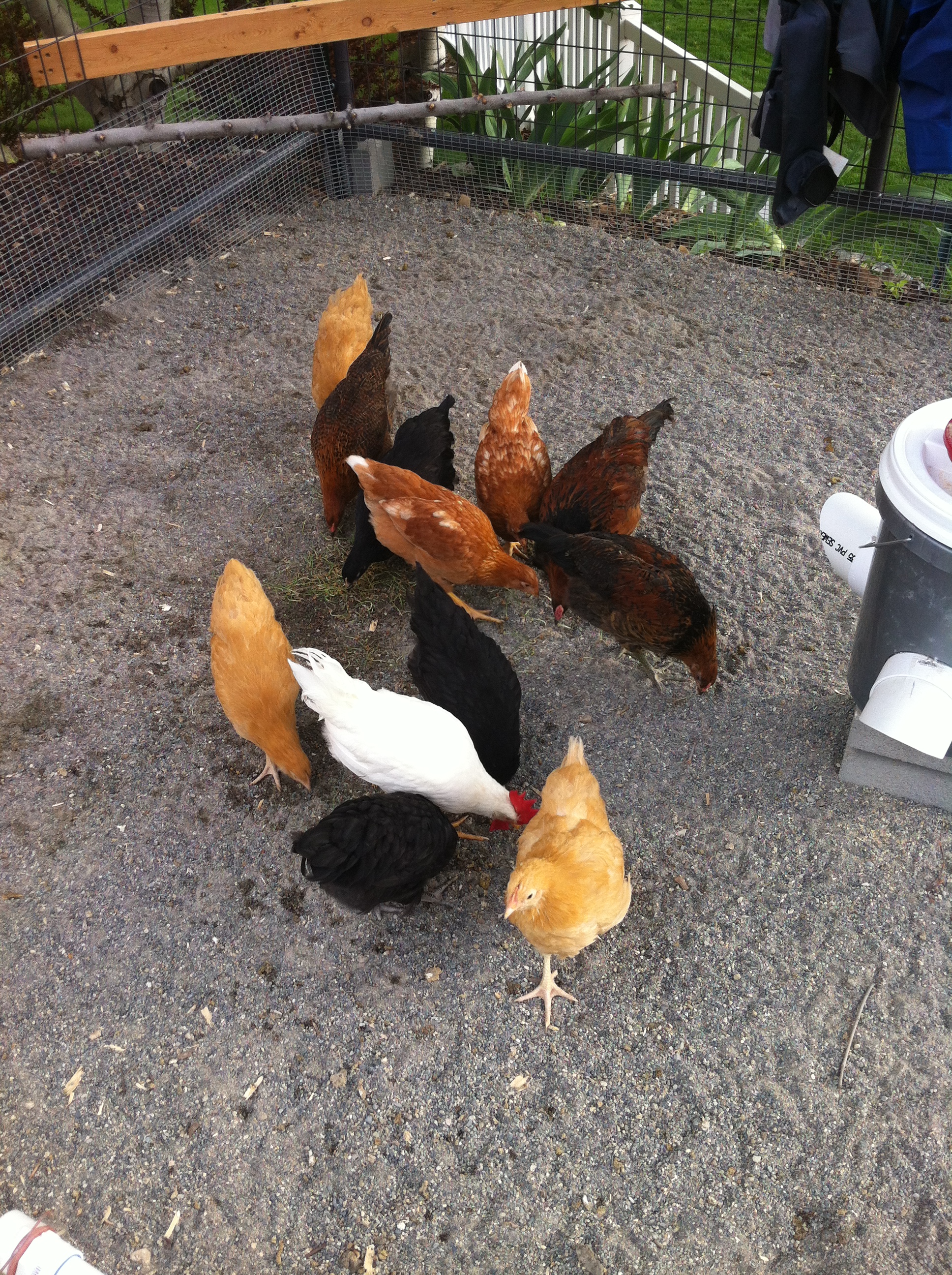 BackYard Chickens Learn How to Raise Chickens
