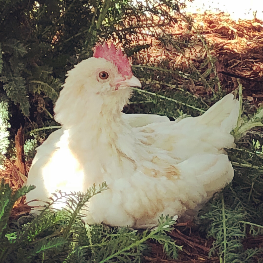 7CFF2E0A-38C3-454C-AD9F-4246EEF3417A