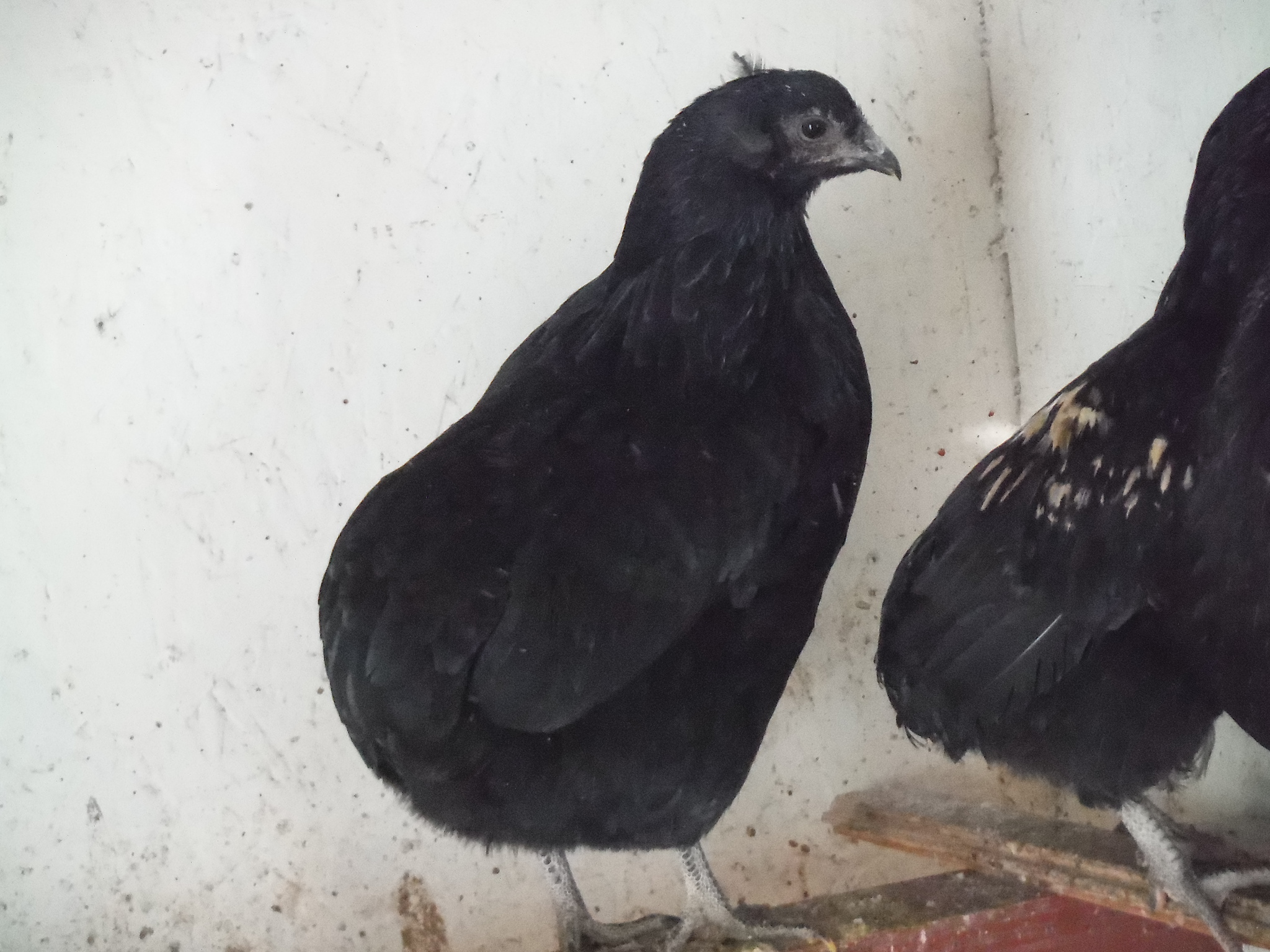 7th bird, pullet. Tufted/rumpless. Dark faced, though.