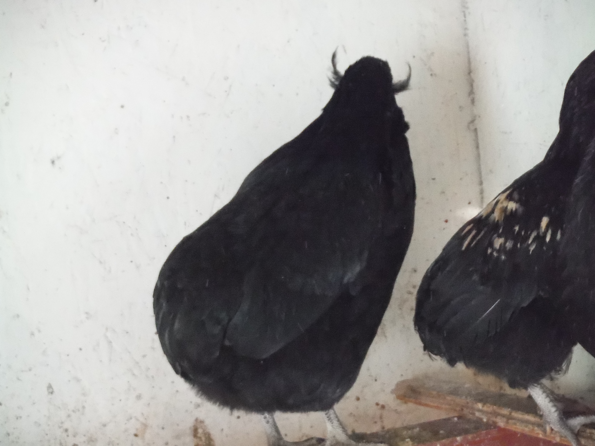 7th bird, showing tufts.