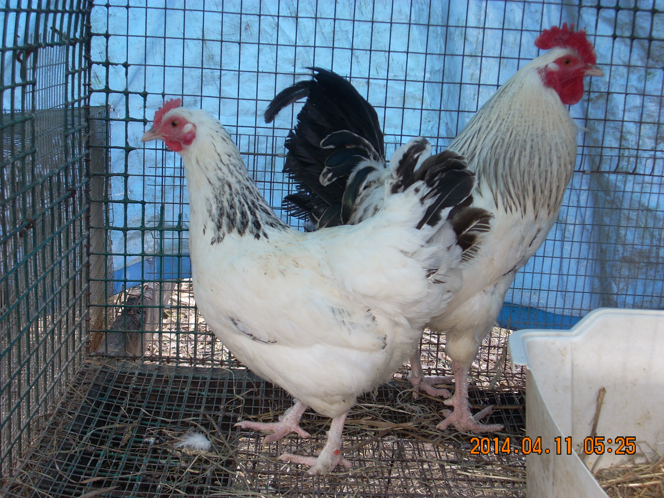 7th generation of breeder taken last year.   Going into the 8th generation this year, 2015.  Project started in 2008.  And has produced some nice looking Columbian Marans in black and blue Coronations.  Egg color is between a 4 and a 5.  But some individuals lay lighter and darker each generation.