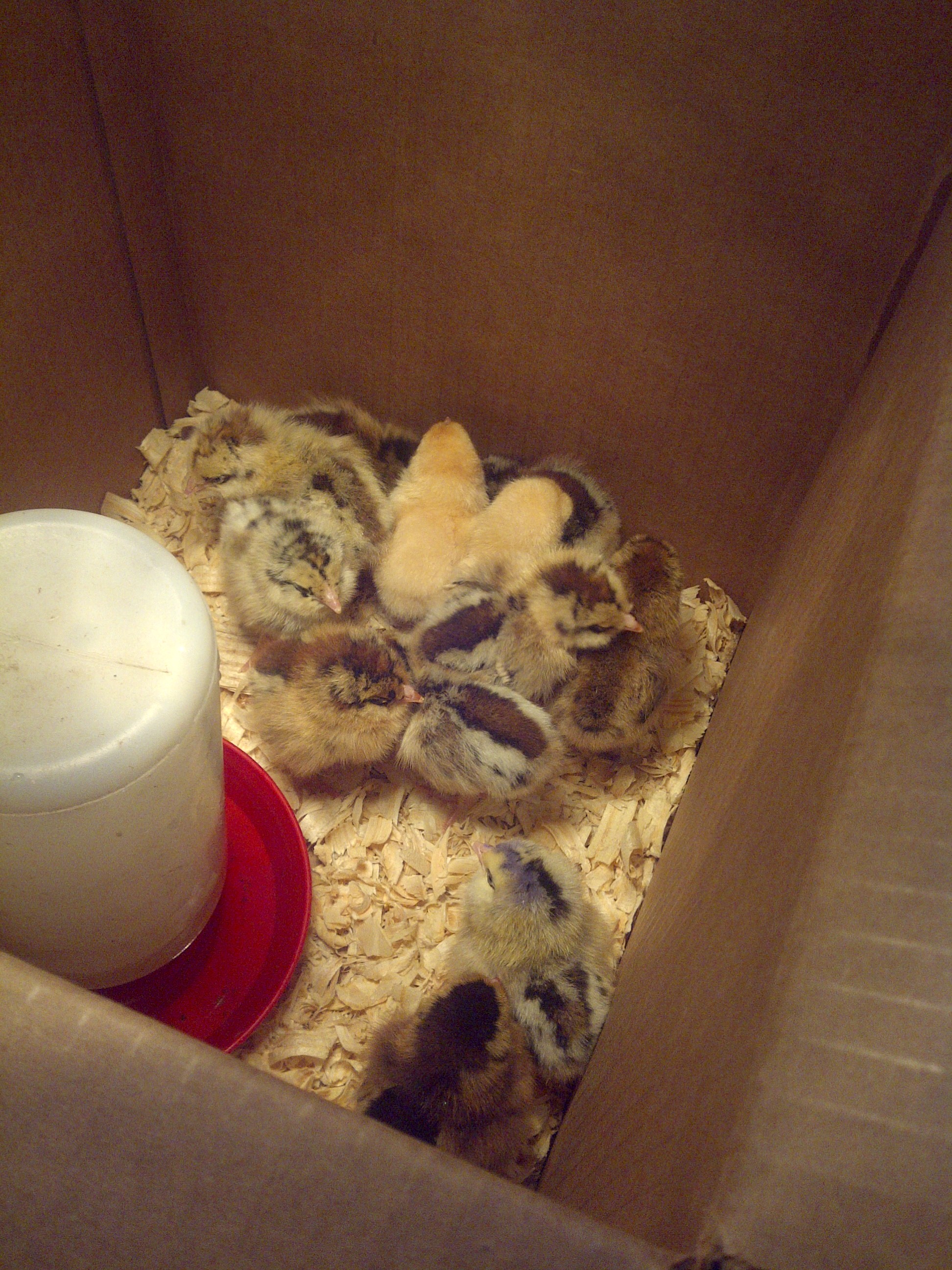 8 ameruacana pullets, 2 buff pullets, and 2 ameruacana roos. gonna give my buddy one of the roos once they are feathered.