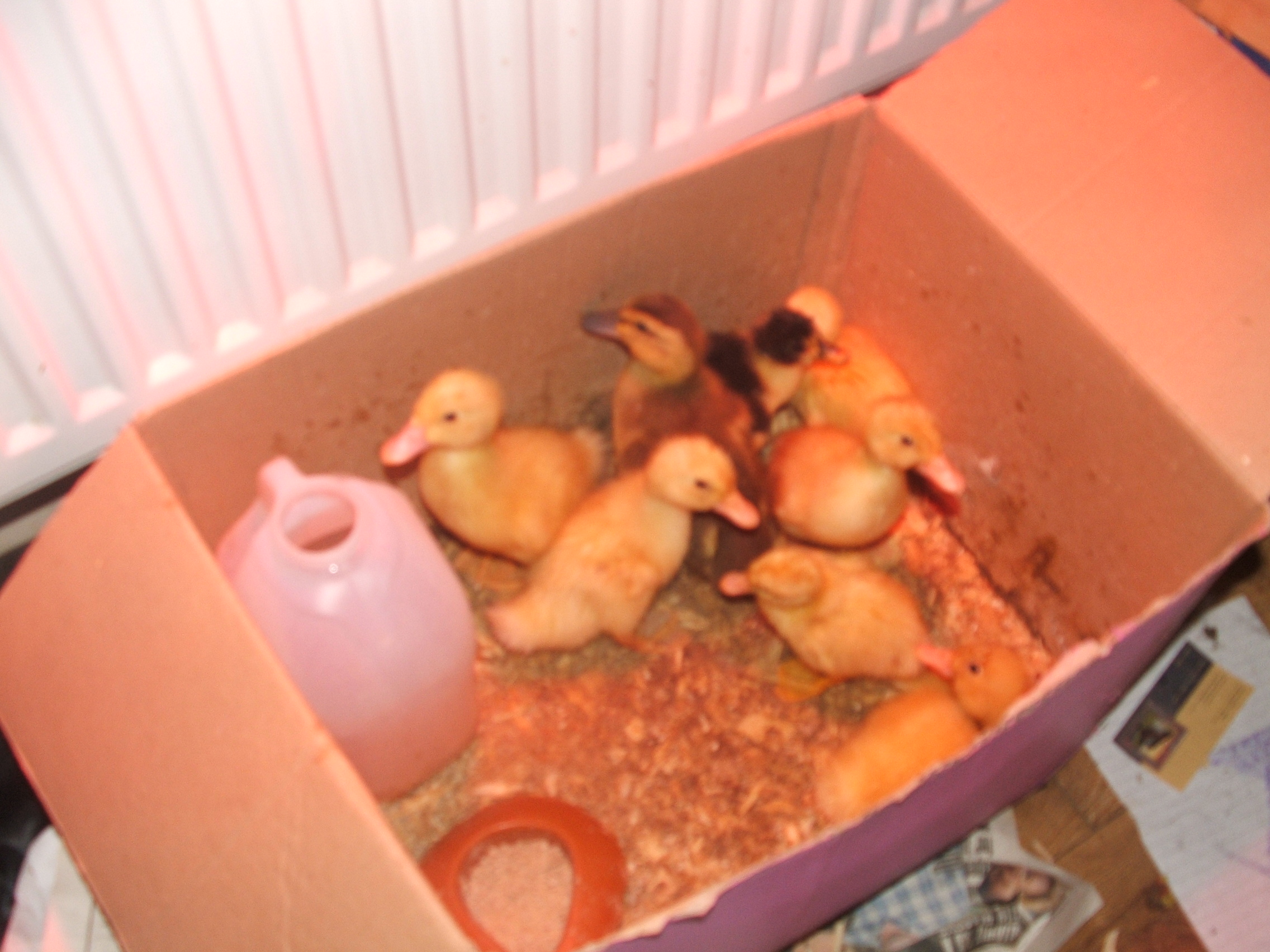 8 baby duckies!!