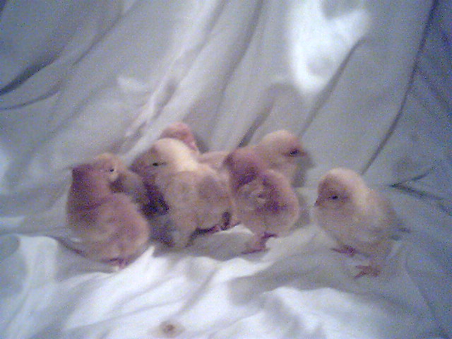 8 buff and/or red bantam cocins.

Might even be a frizzle or 2 in there.