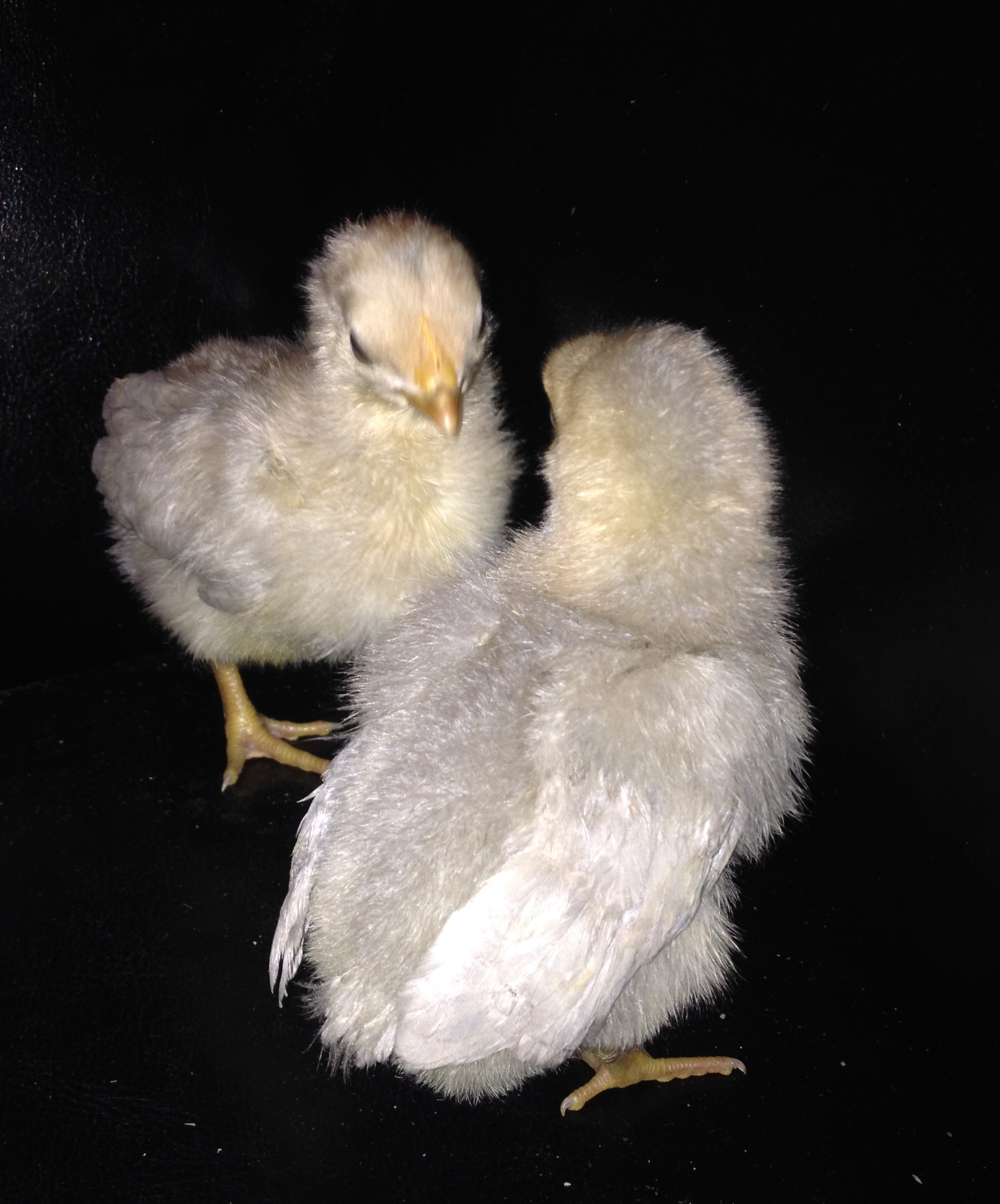 8 day old isabelle chicks