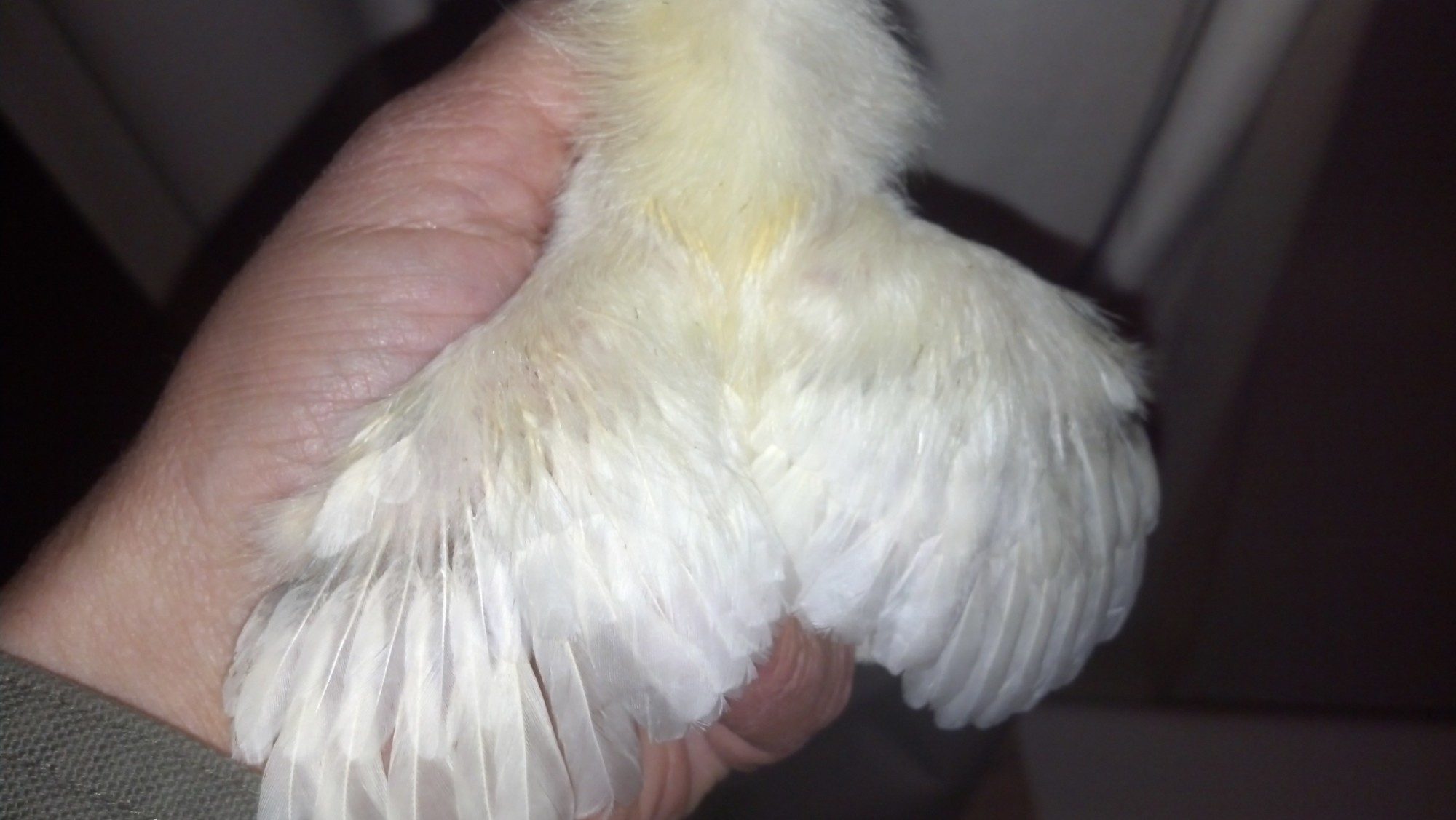 8 day Sulmtaler (female?)