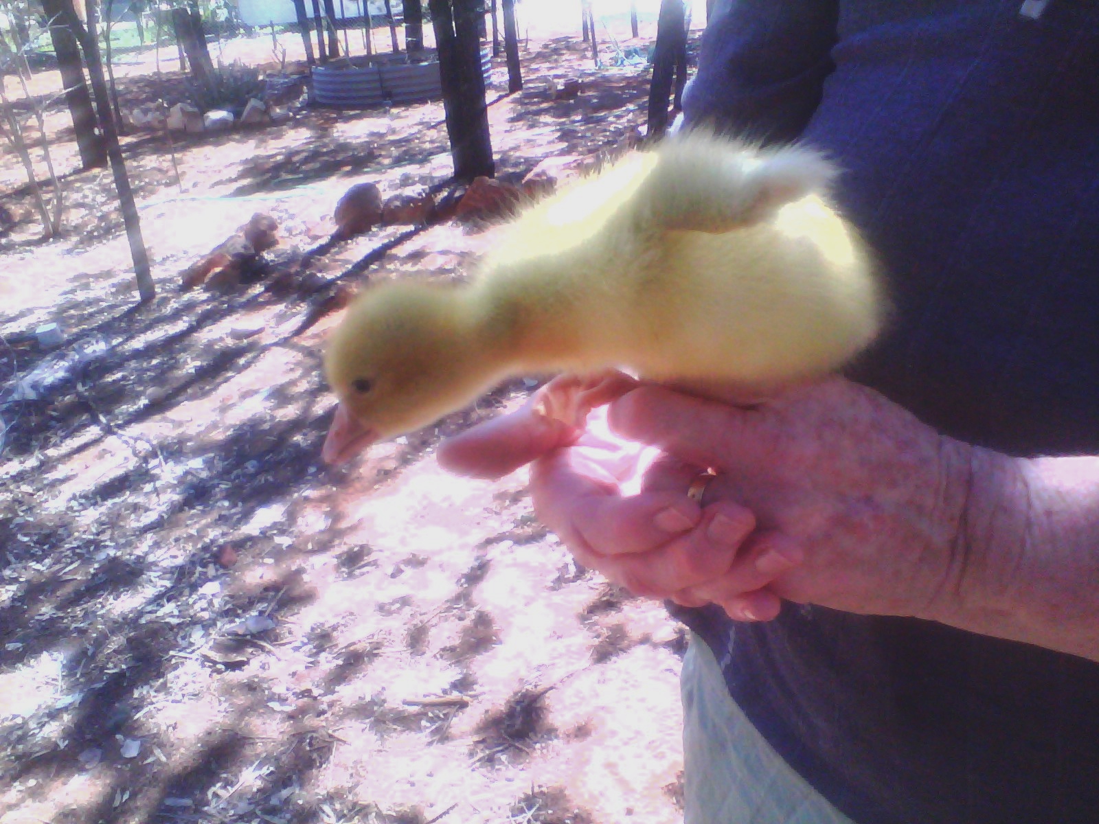 8 days old and I escaped...look at my wings!!