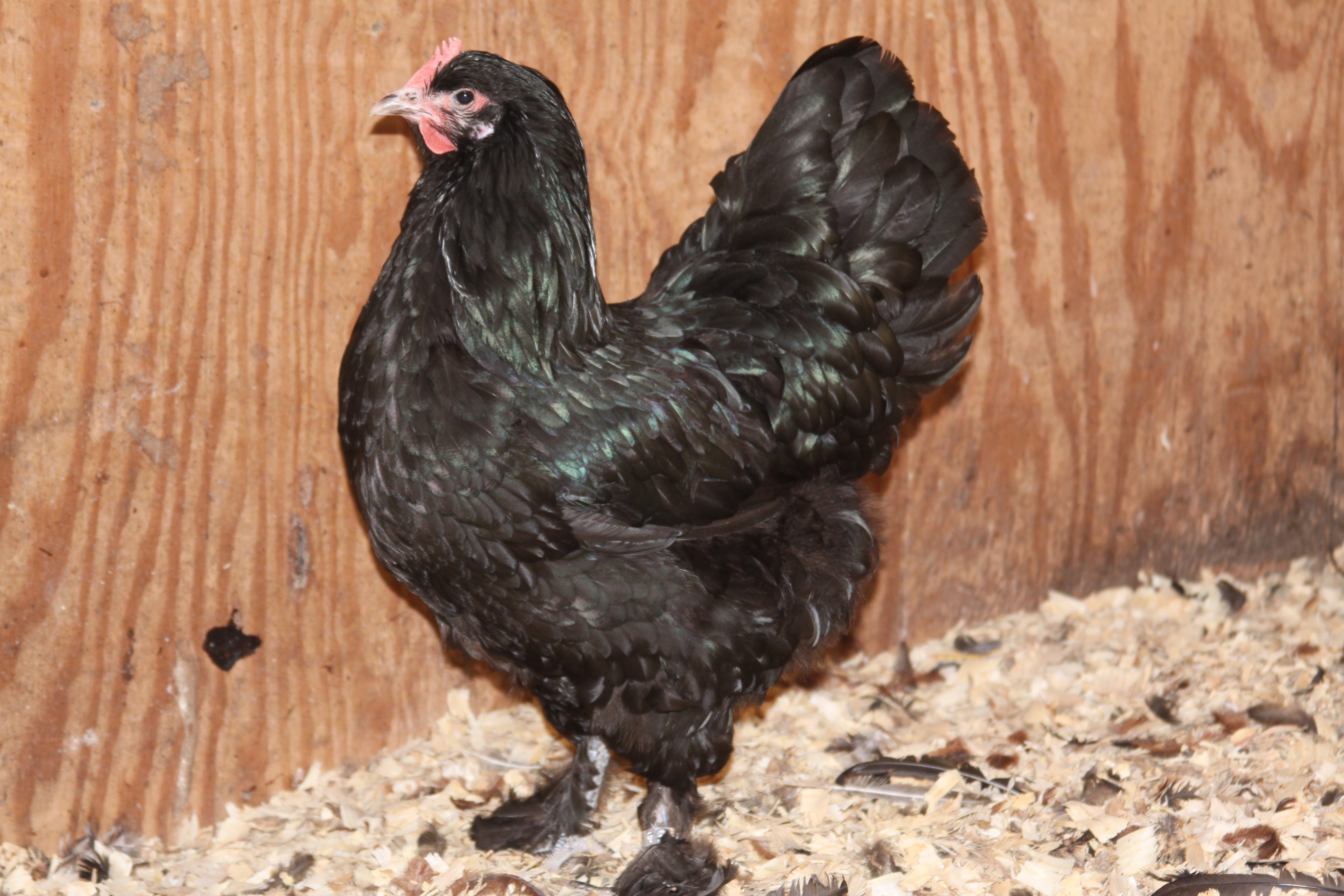 8 month old  Black Langshan  pullet