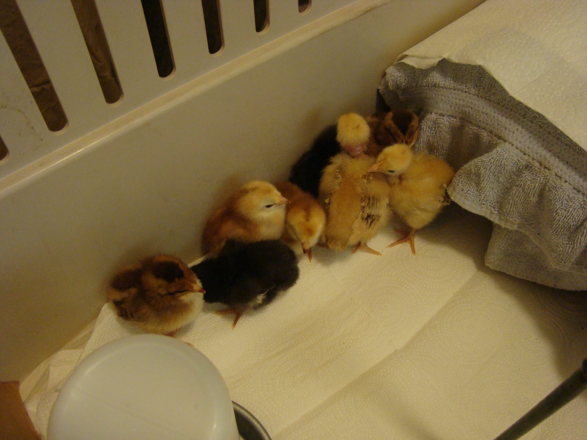 8 new chicks; born Oct 21 and purchased Oct 24 at a local feed store.
 2 each: Buckeye, Speckled Sussex, Barred Rock, Naked Neck Turken