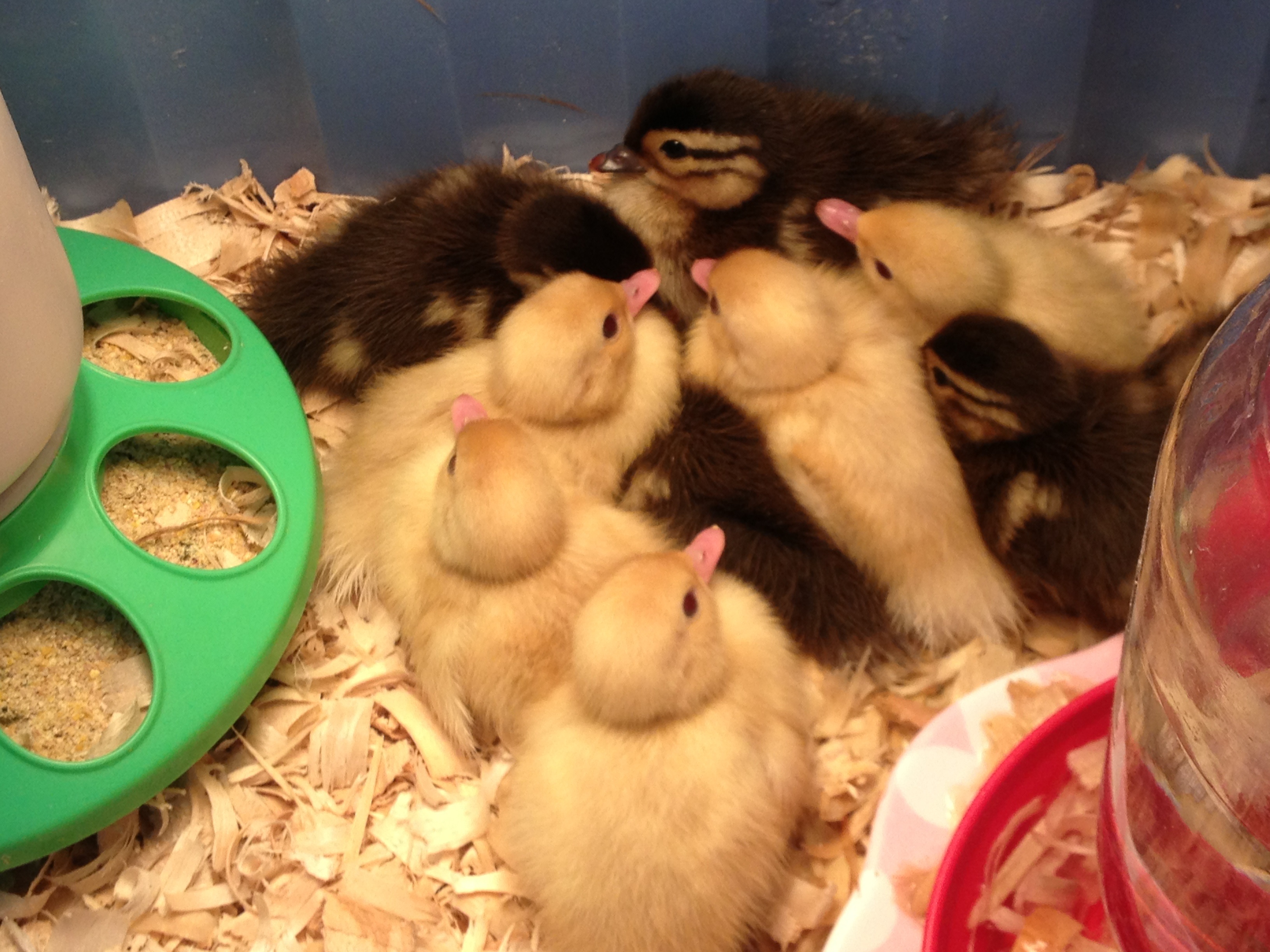 8 normal and 5 white Mandarin ducklings. Hatched 5/24/13