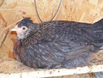 8 week old cream legbar pullet