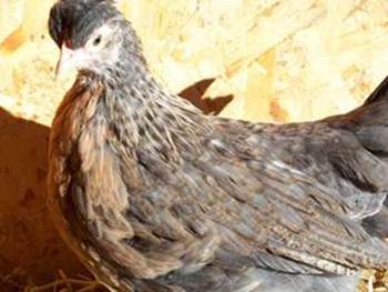 8 week old cream legbar pullet