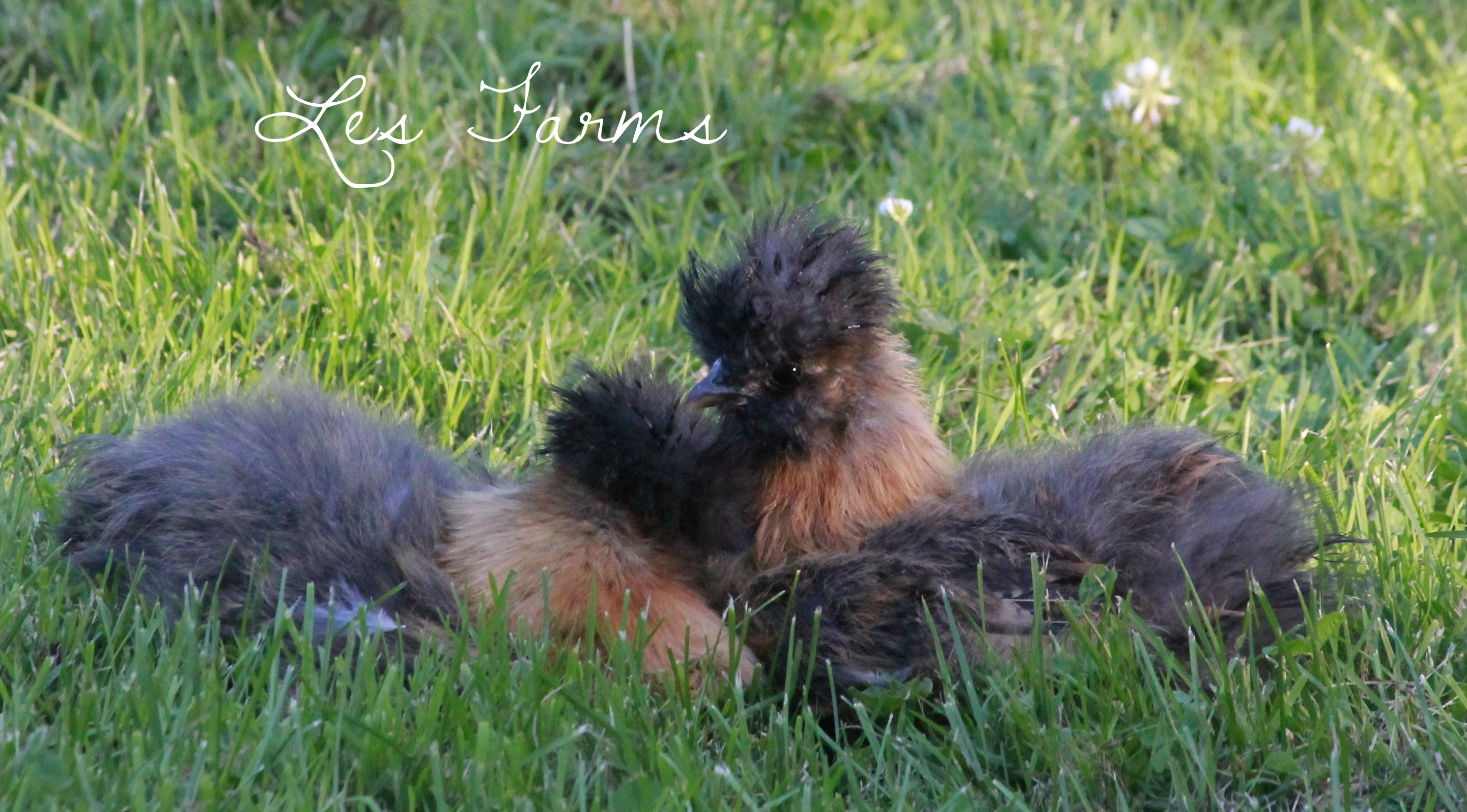 8 week old Partridge Silkies