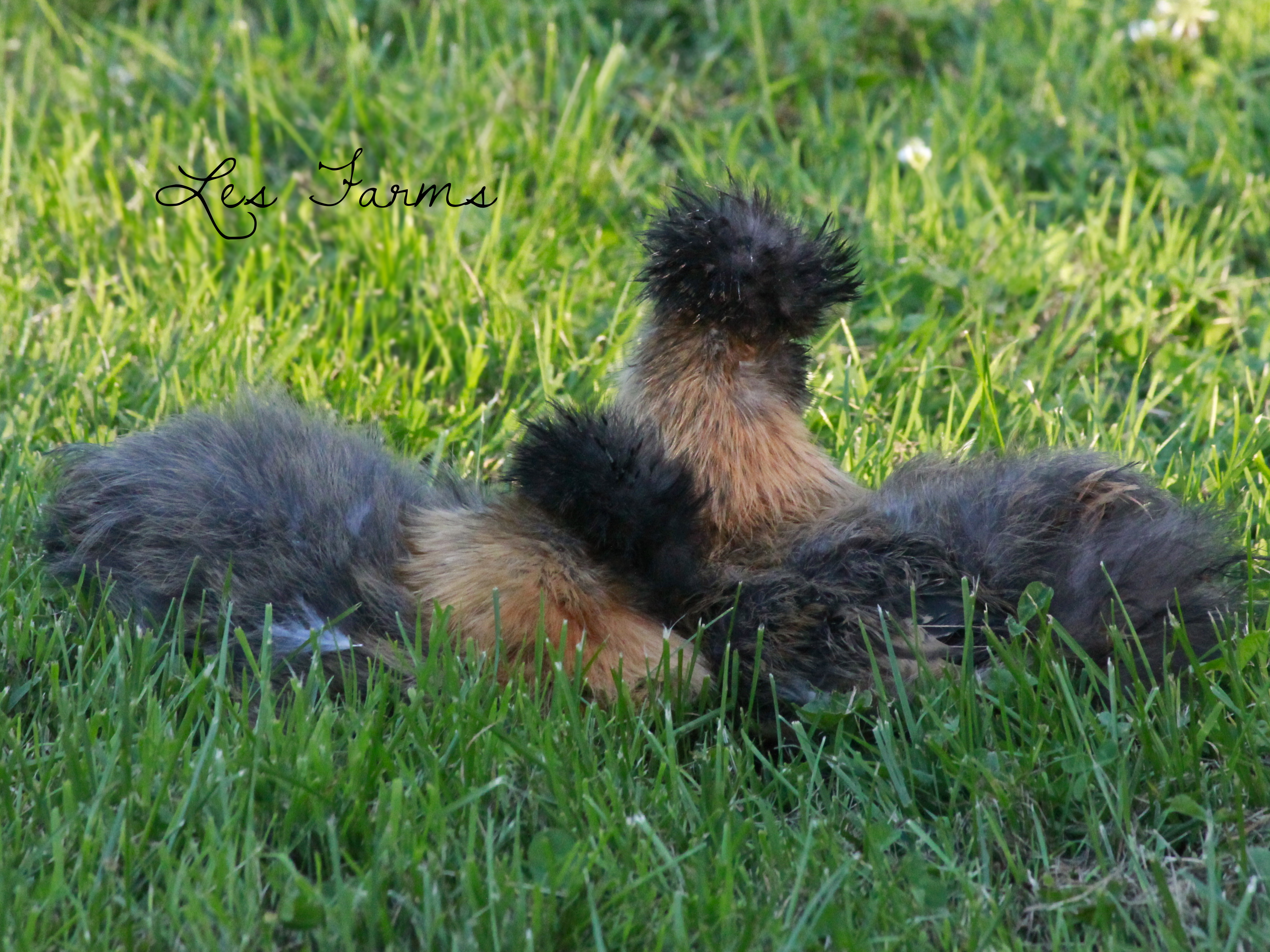 8 week old Partridge Silkies