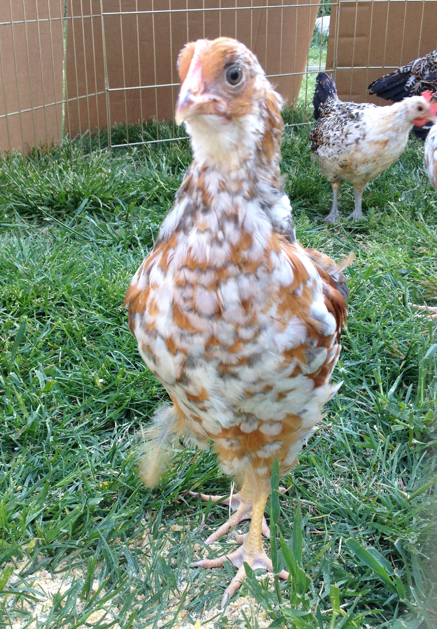 8 week old pullet