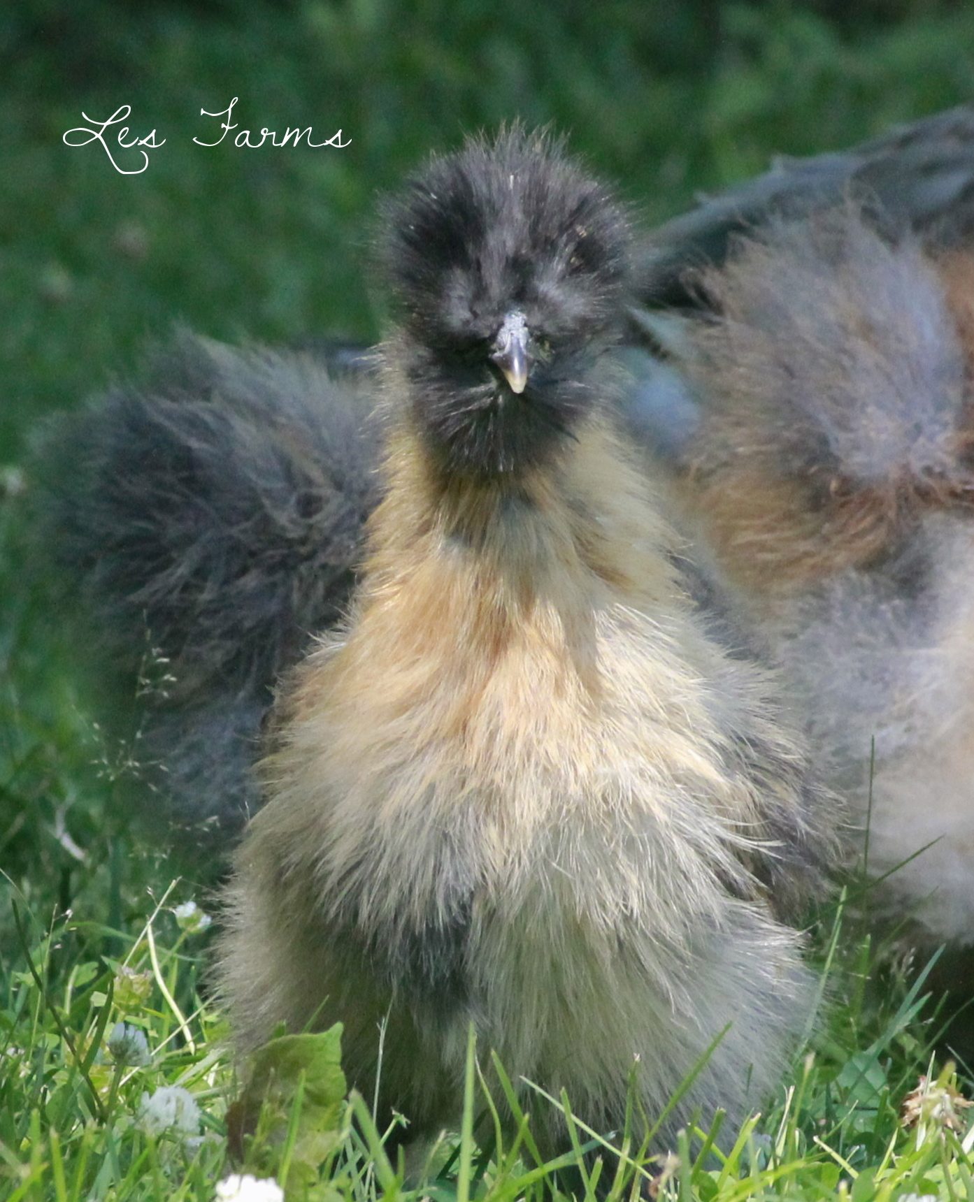 8 week old Silkie