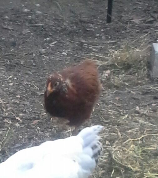 8 weeks- I'm thinking a buckeye?