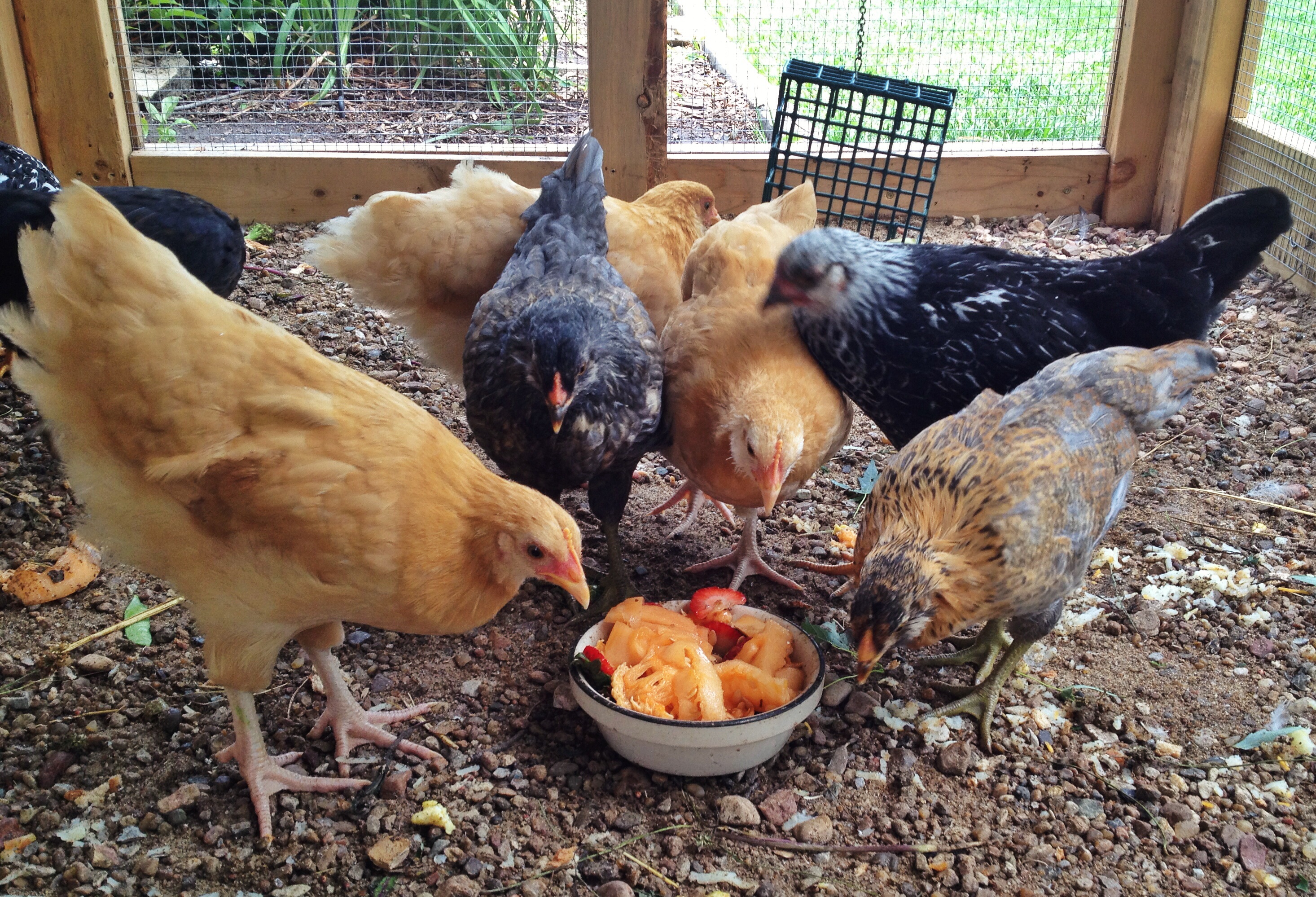 8 weeks old and gobbling up cantaloupe and strawberries