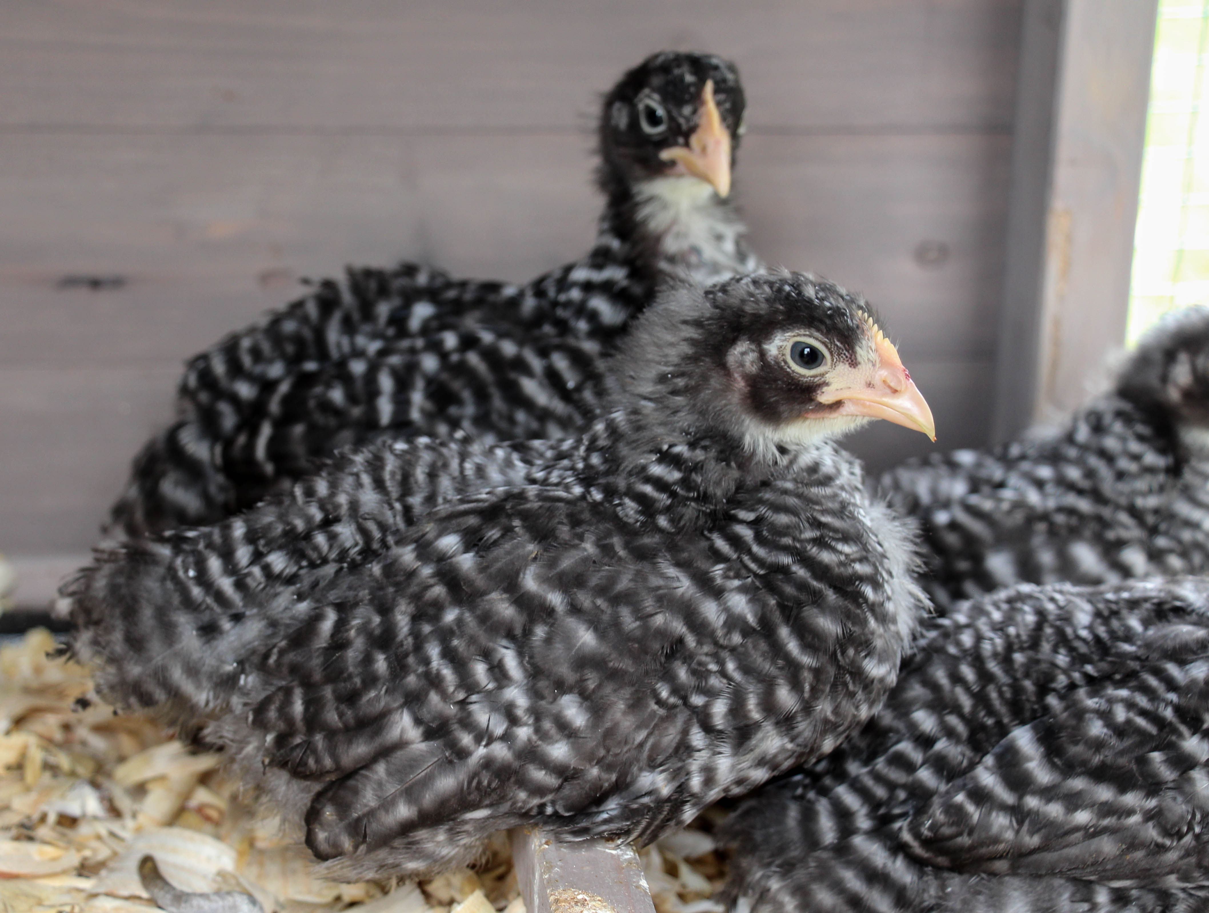 8 weeks old Tweenagers