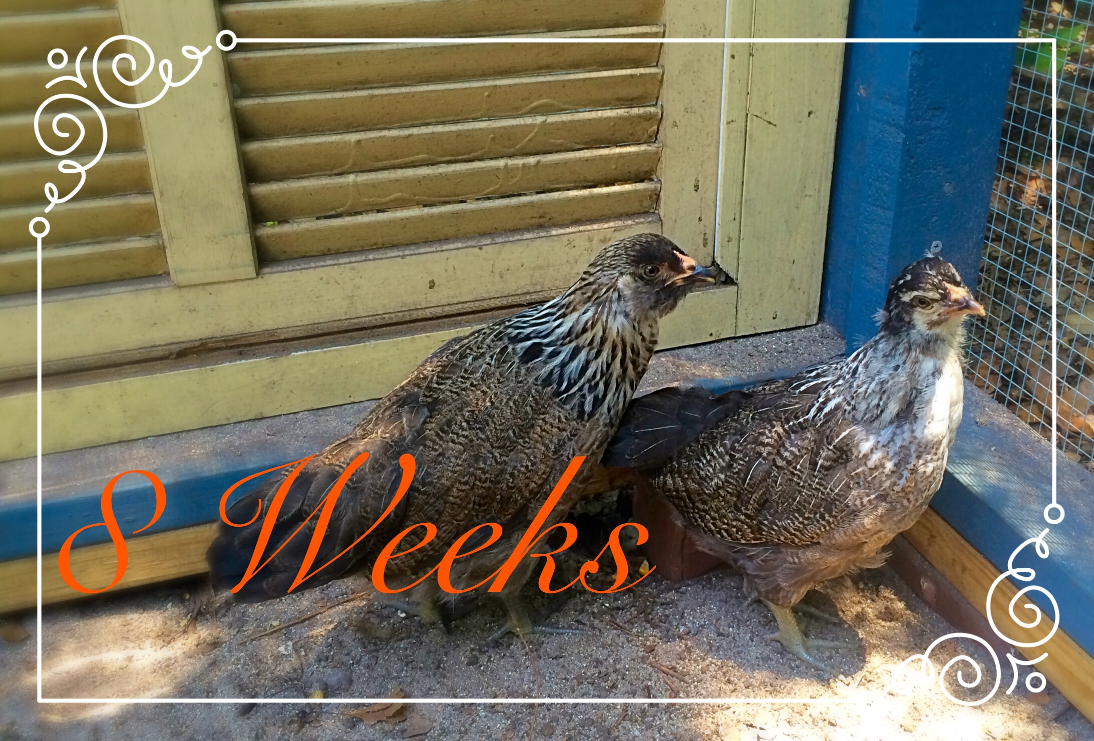 8 weeks old