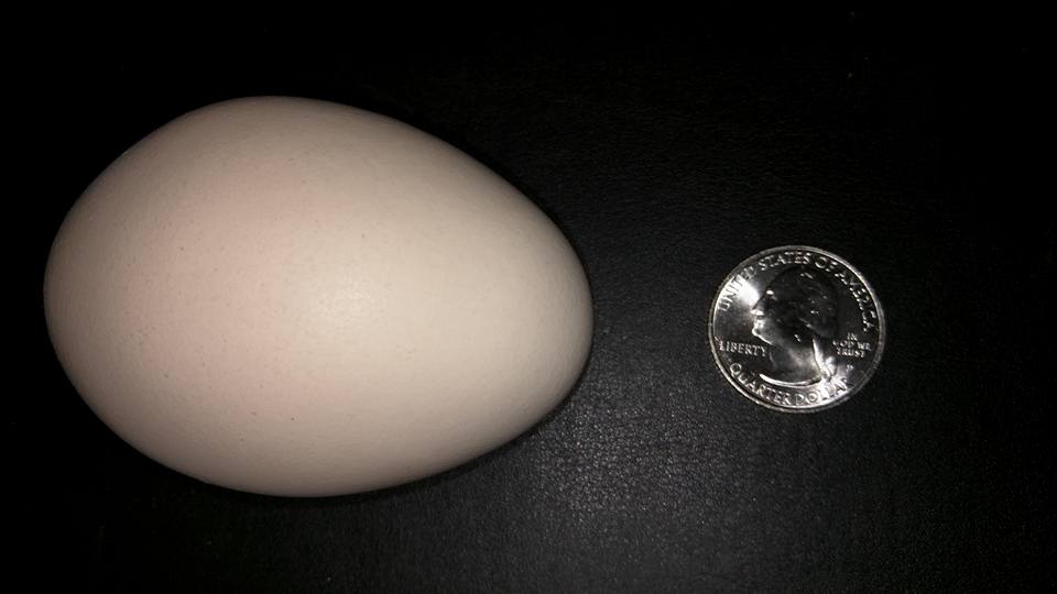 83 Gram egg, a new record from Rosie "The Machine", our wonderful sex link, sweetest lady ever too. Loves to come in the house with us.