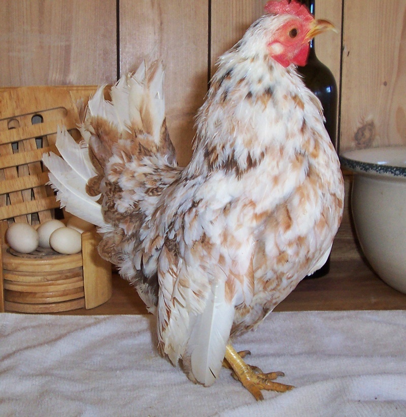8mo old pullet