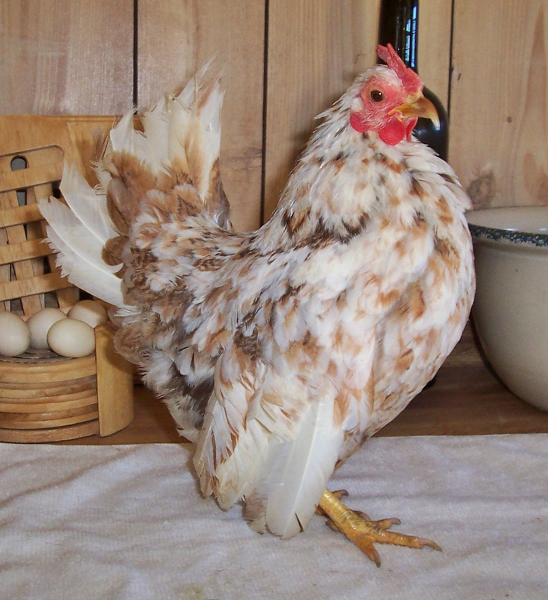 8mo old pullet