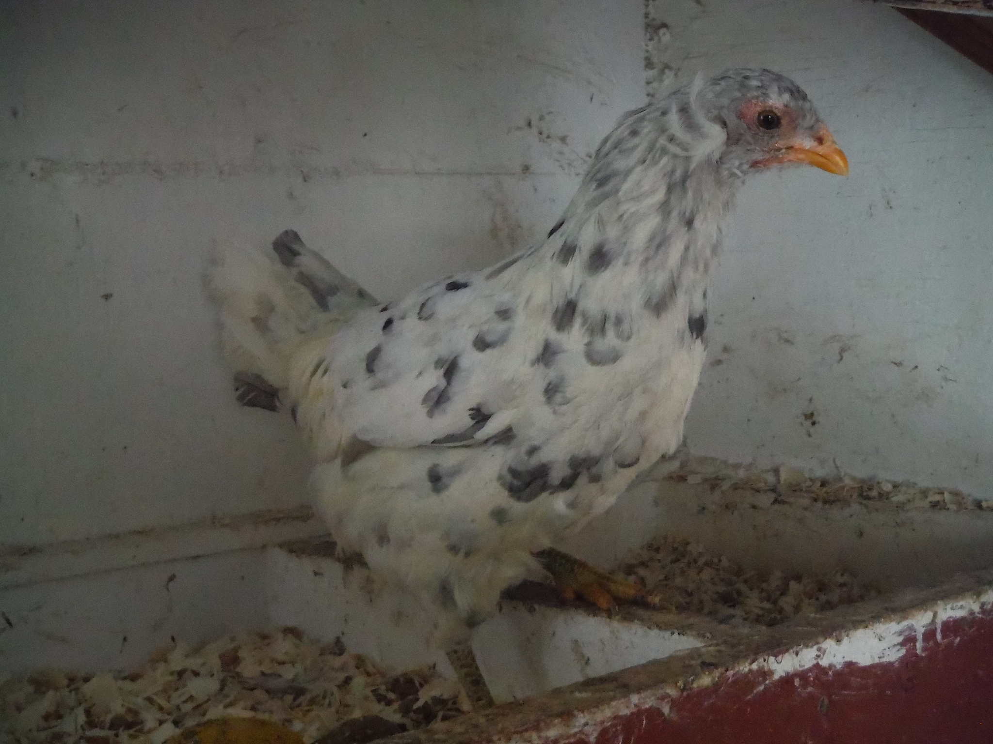 8th bird, pullet. Tufted/tailed. Will be letting her go.